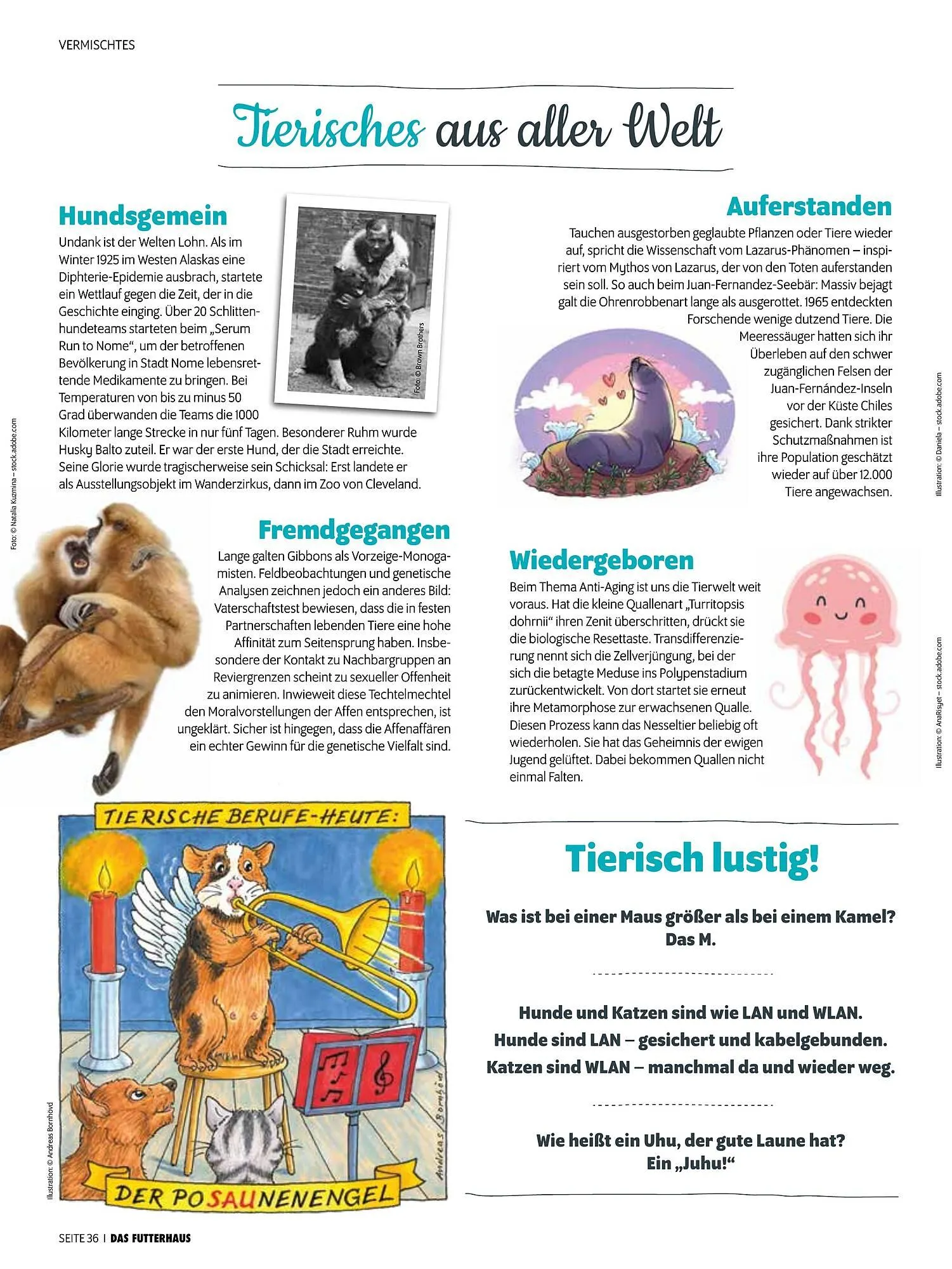 Das Futterhaus Prospekt von 17. Dezember bis 6. Jänner 2026 - Flugblätt seite  36