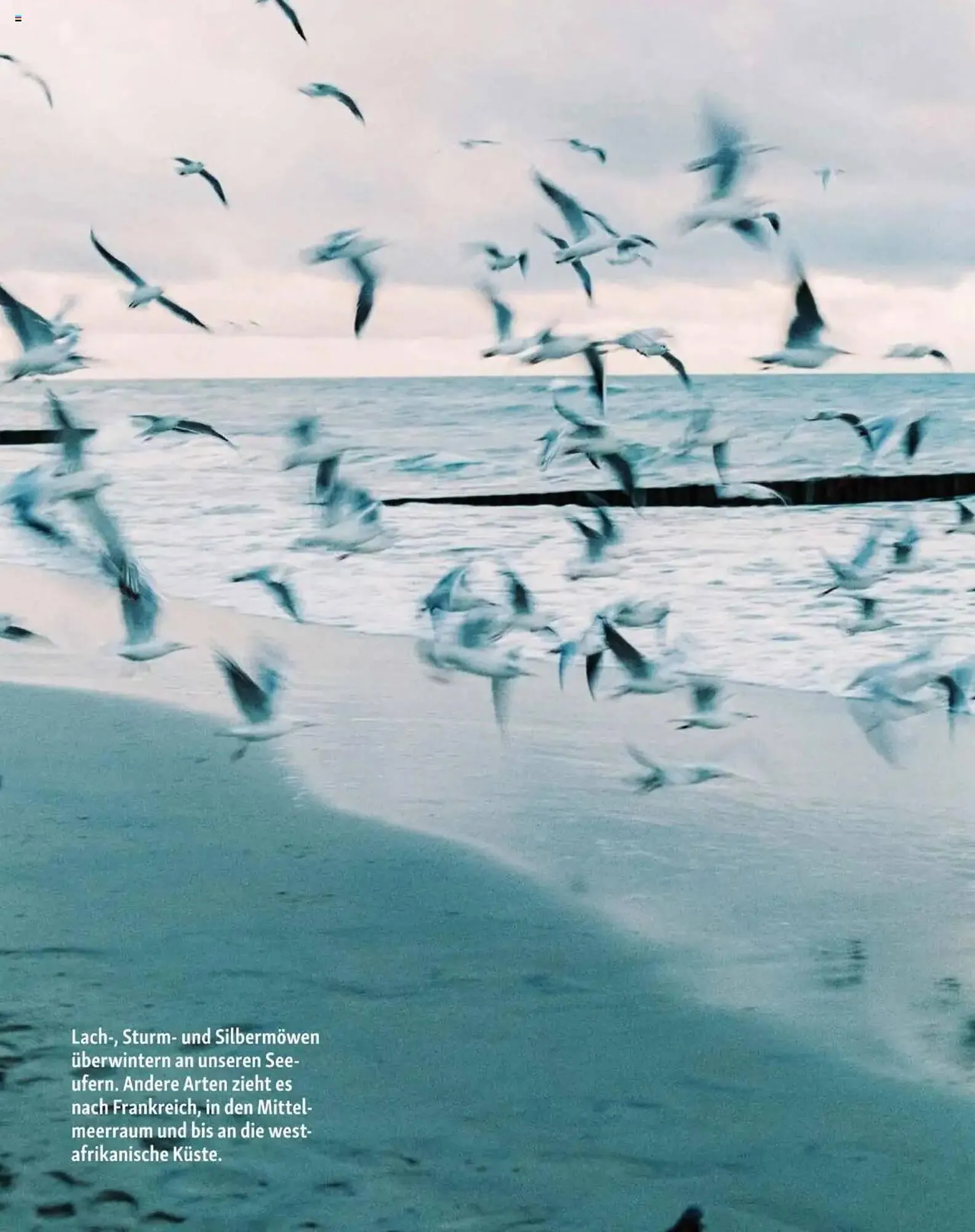 Fressnapf Flugblatt von 2. Jänner bis 2. März 2025 - Flugblätt seite  15