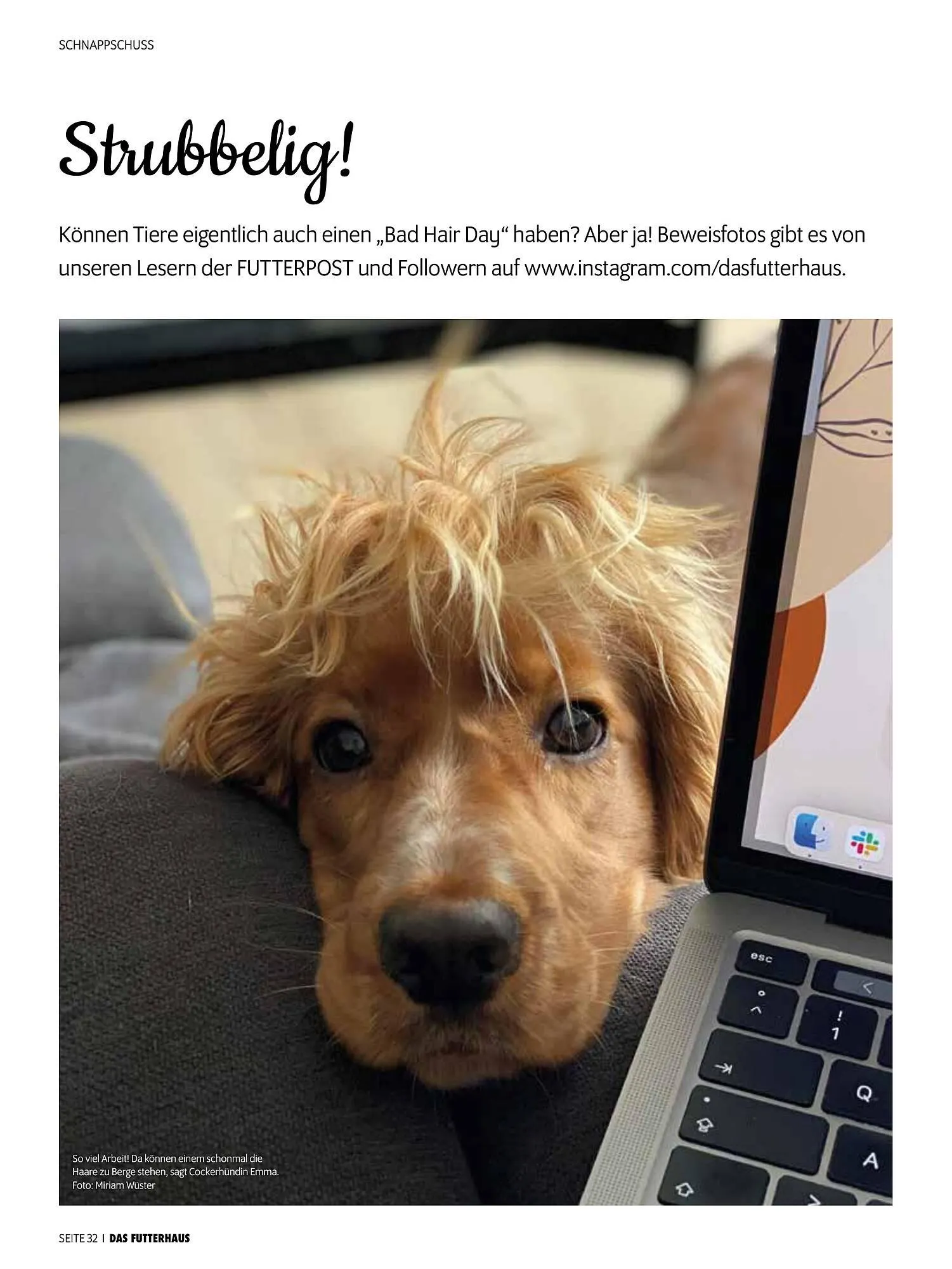 Das Futterhaus Prospekt von 17. Dezember bis 6. Jänner 2026 - Flugblätt seite  32