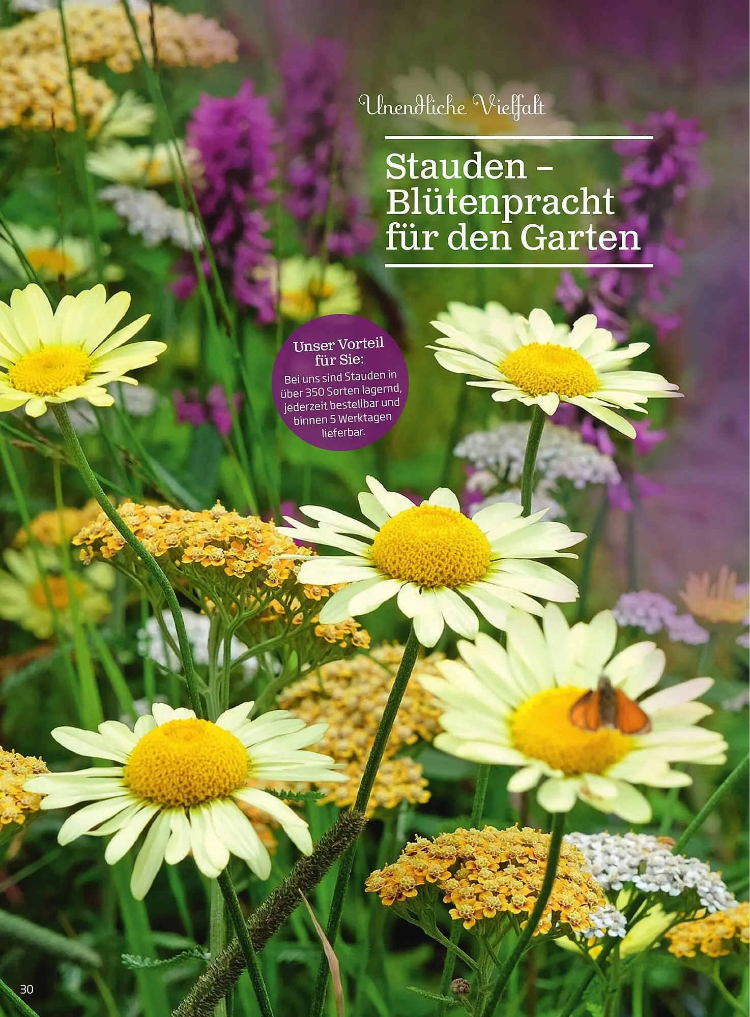Starkl Flugblatt von 1. April bis 31. Dezember 2024 - Flugblätt seite  30