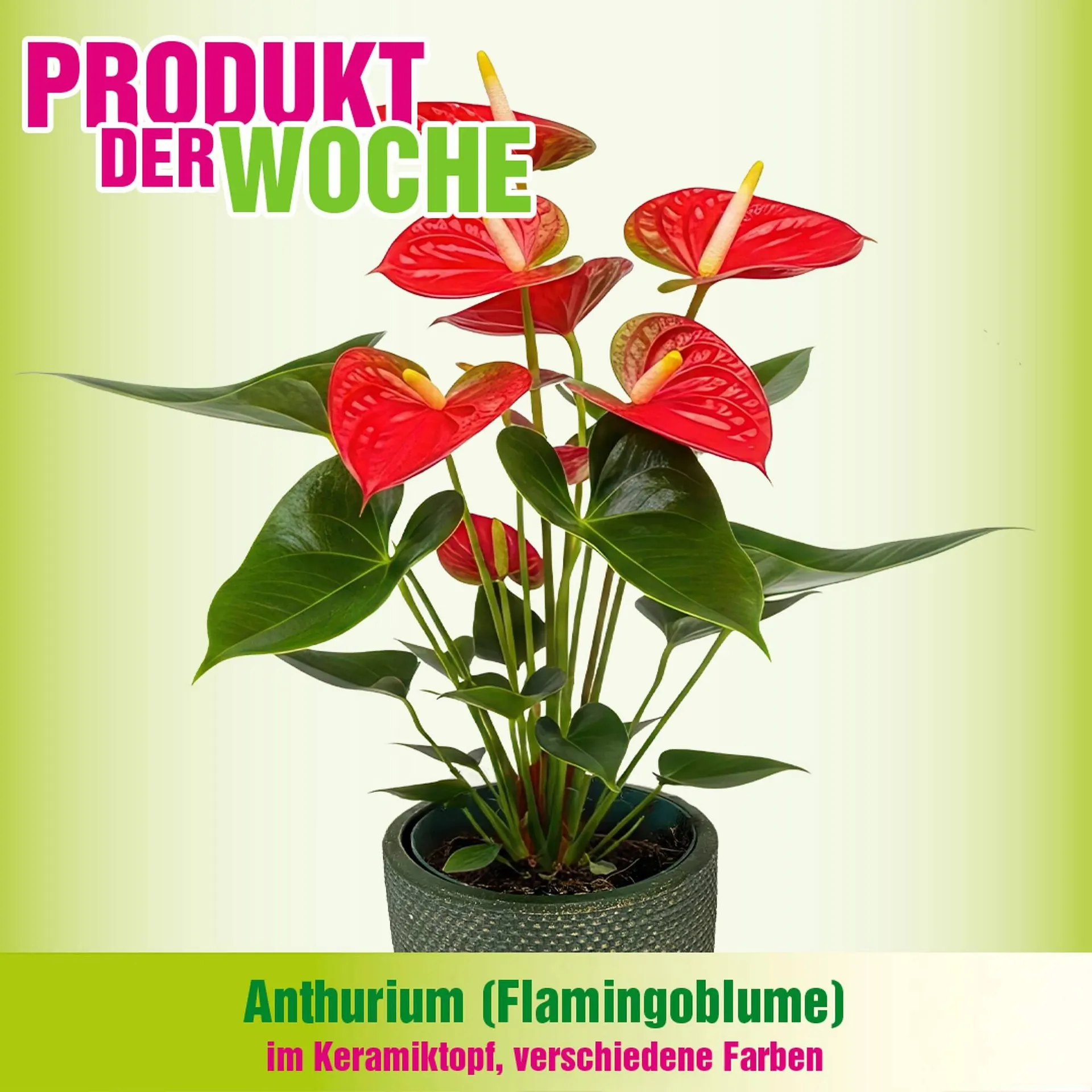 Blumen B&B Flugblatt von 18. Februar bis 3. März 2026 - Flugblätt seite  1