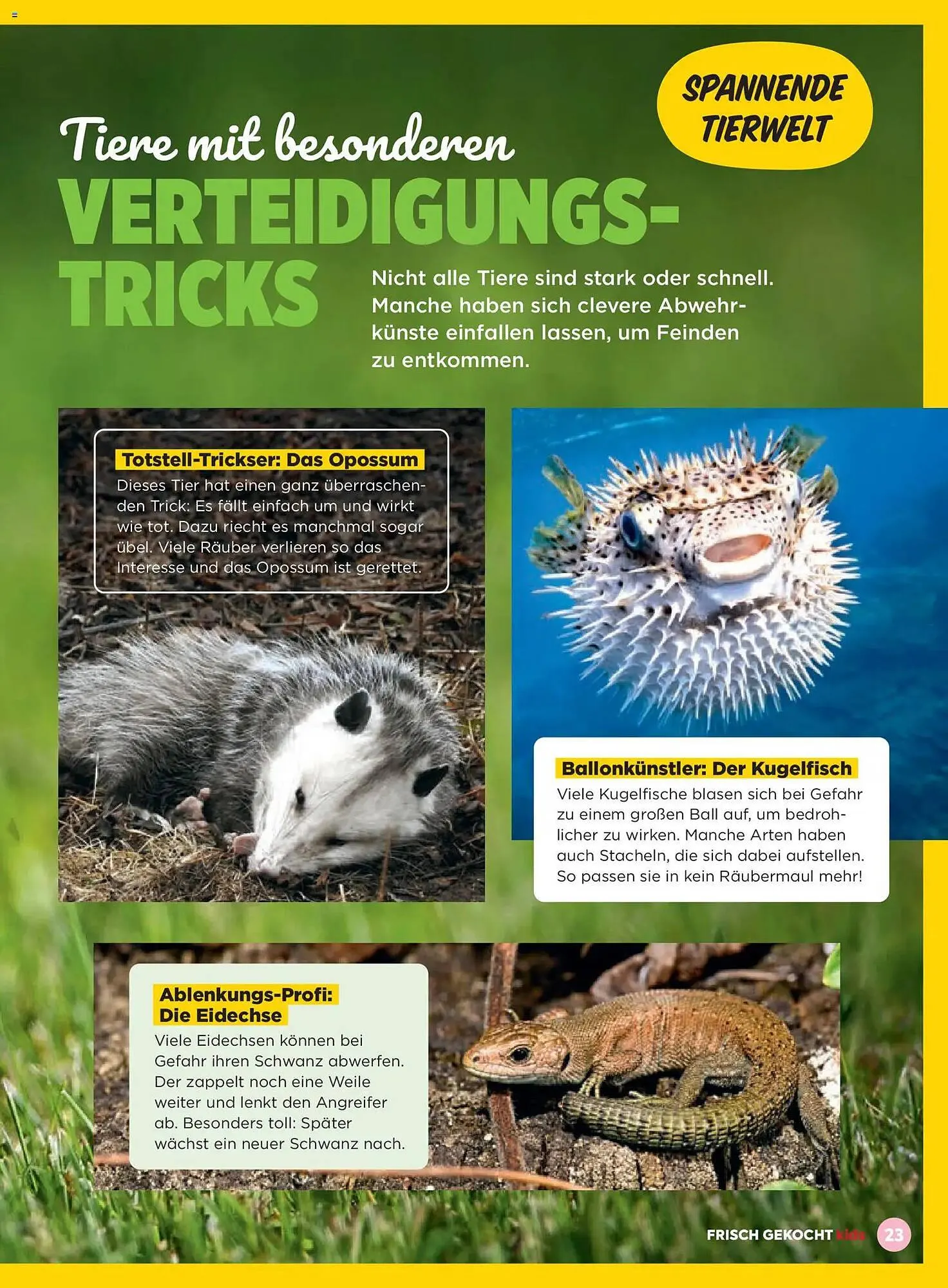 Billa Flugblatt von 1. März bis 31. Mai 2026 - Flugblätt seite 23