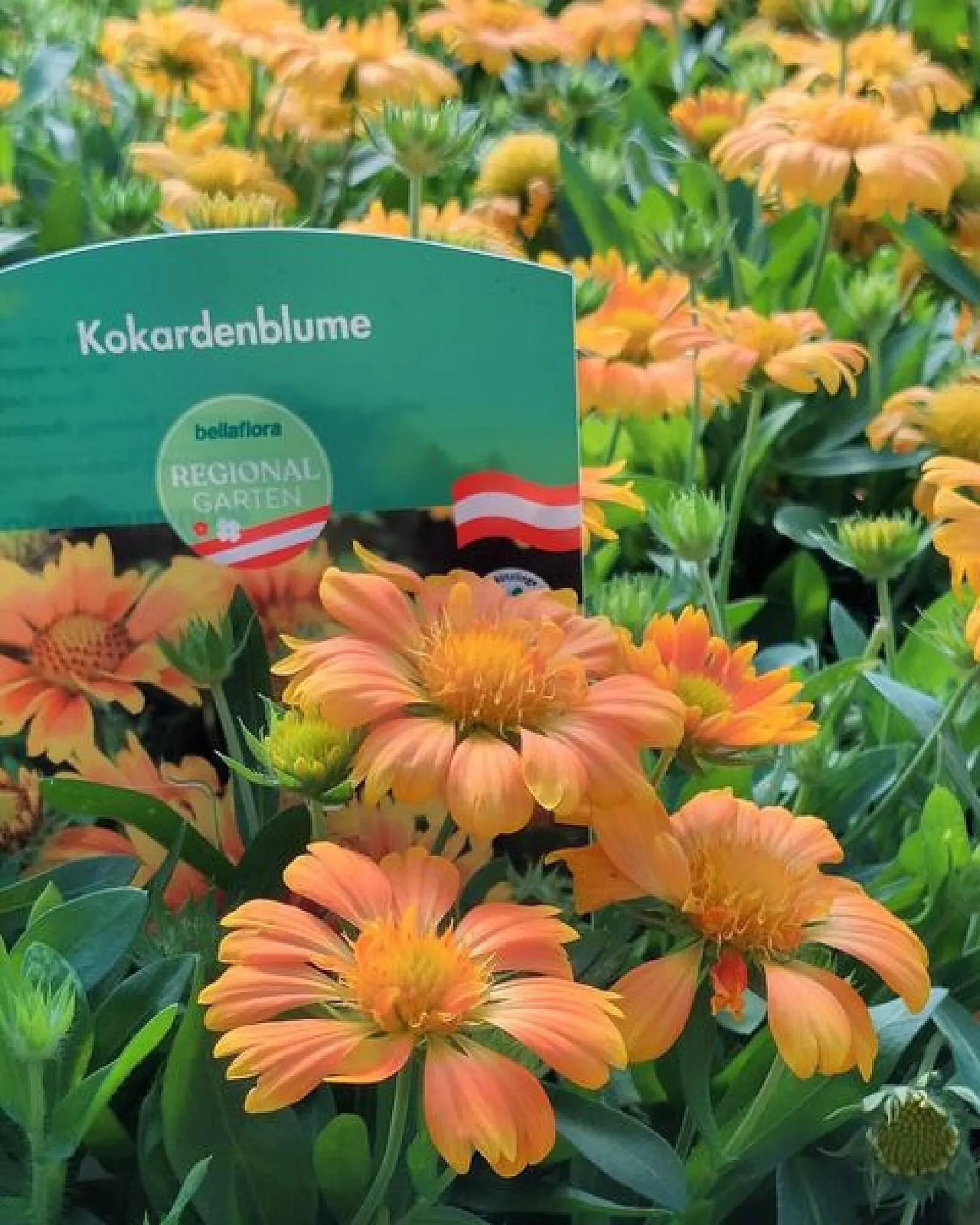 Bellaflora Flugblatt von 24. Juli bis 6. August 2024 - Flugblätt seite  3