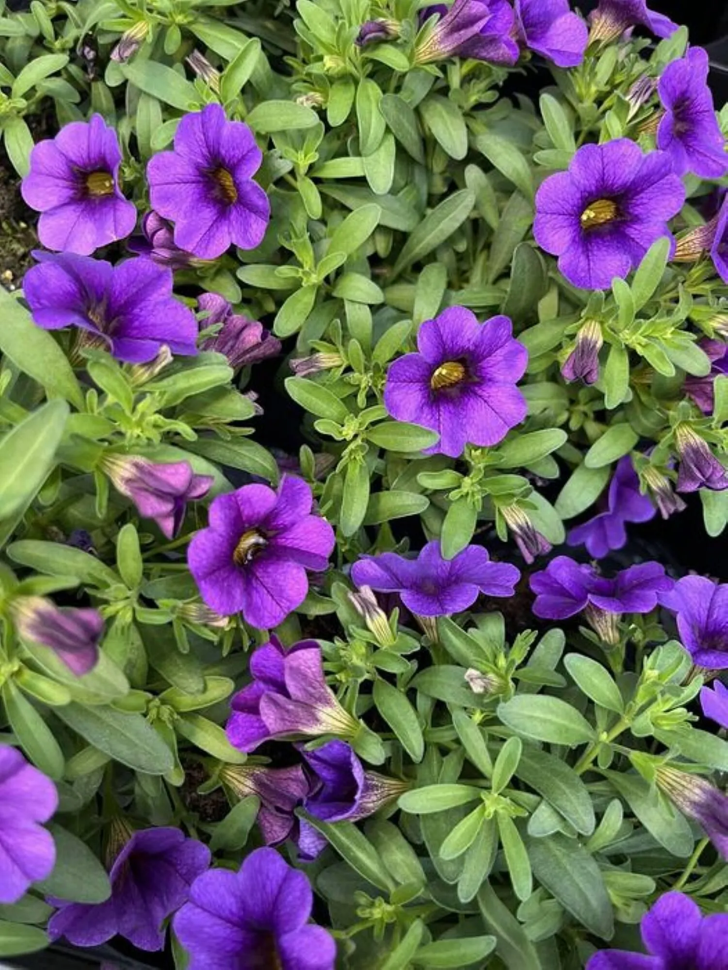 Blumen B&B Flugblatt - 1