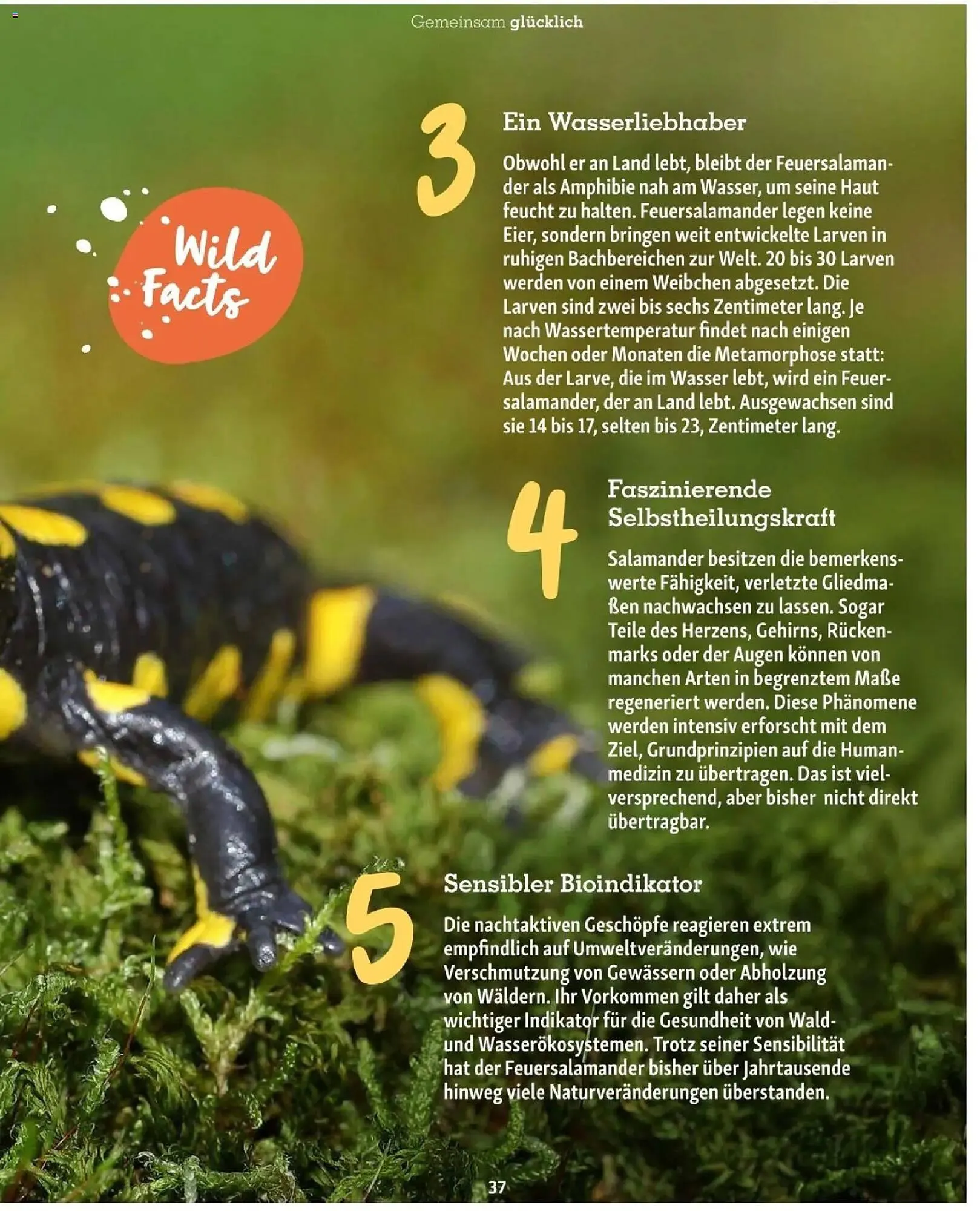 Fressnapf Flugblatt von 1. März bis 30. April 2026 - Flugblätt seite  37