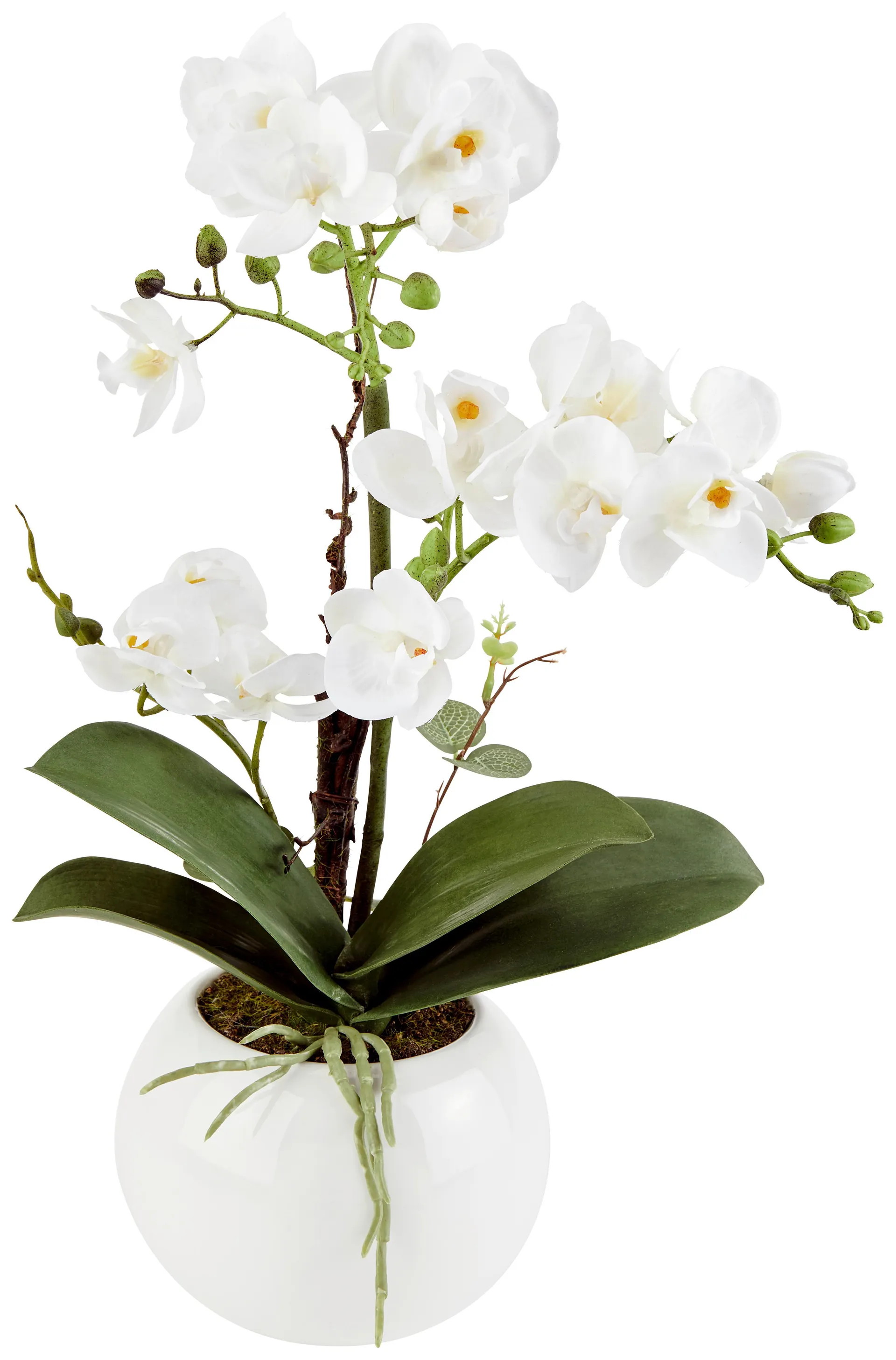 Orchidee Weiß/Grün L: 23 cm mit Topf
