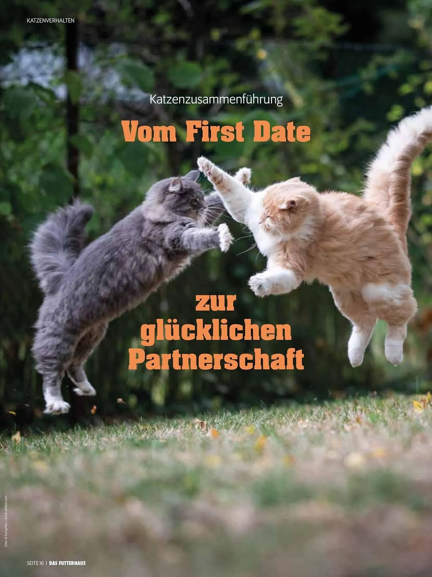 Das Futterhaus Flugblatt von 31. Mai bis 23. Juni 2024 - Flugblätt seite 16