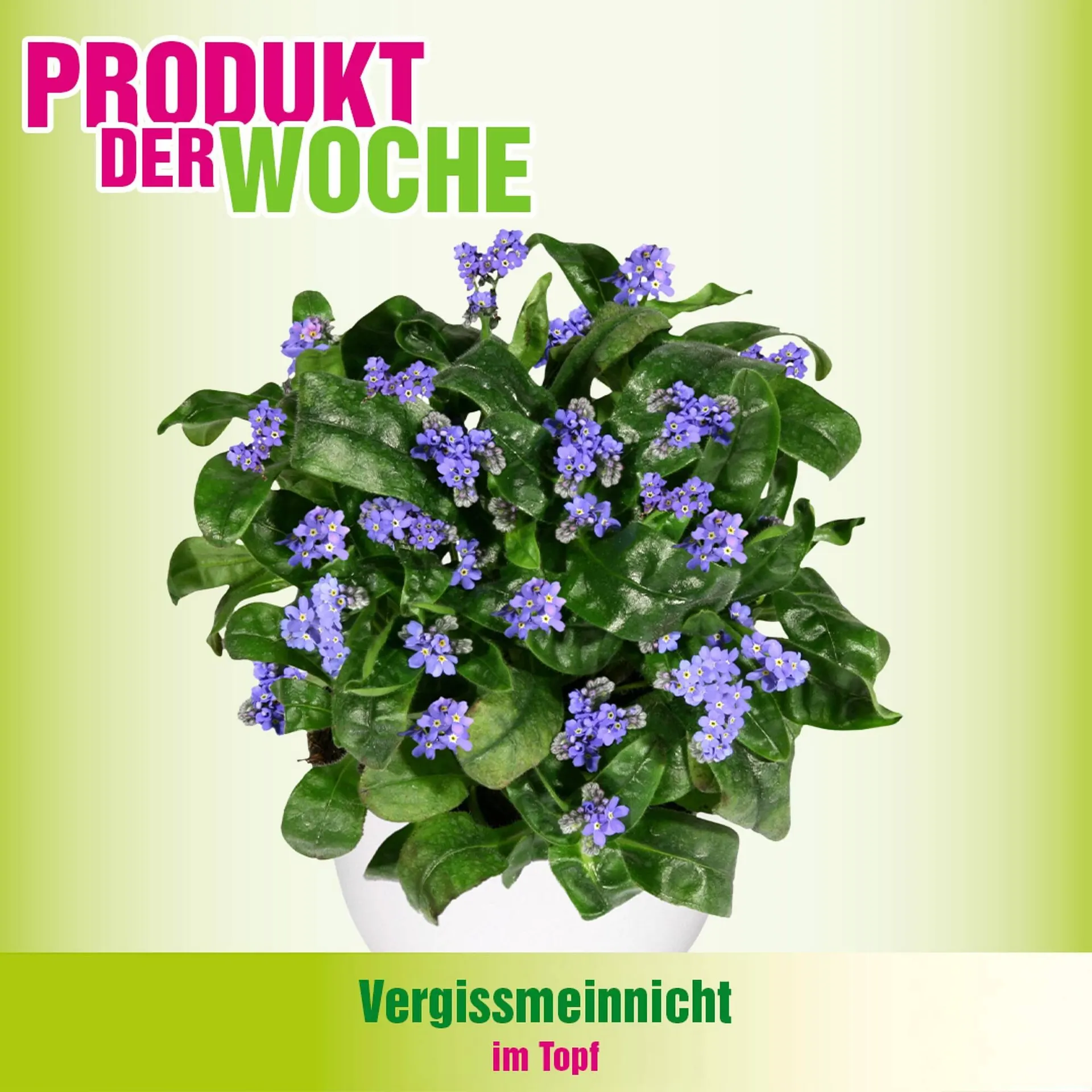 Blumen B&B Flugblatt von 9. Februar bis 15. Februar 2026 - Flugblätt seite  3