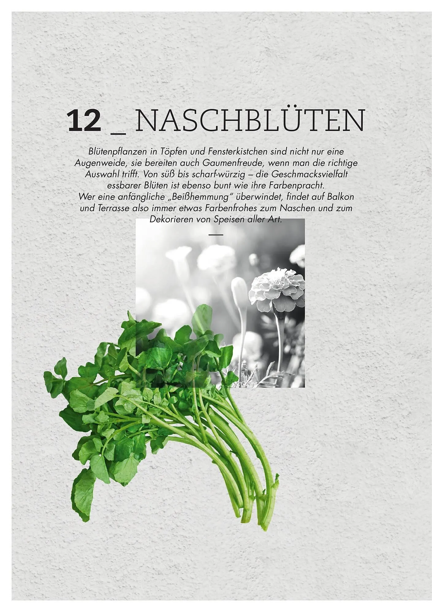 Bellaflora Flugblatt von 3. Jänner bis 31. Mai 2025 - Flugblätt seite 12