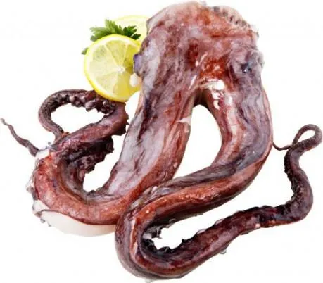 Riesenkalmar Tentakeln