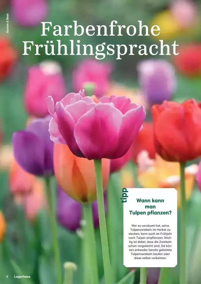 Nr. 1 - Lagerhaus Magazin 2025 von 28. Jänner bis 11. Februar 2025 - Flugblätt seite  8