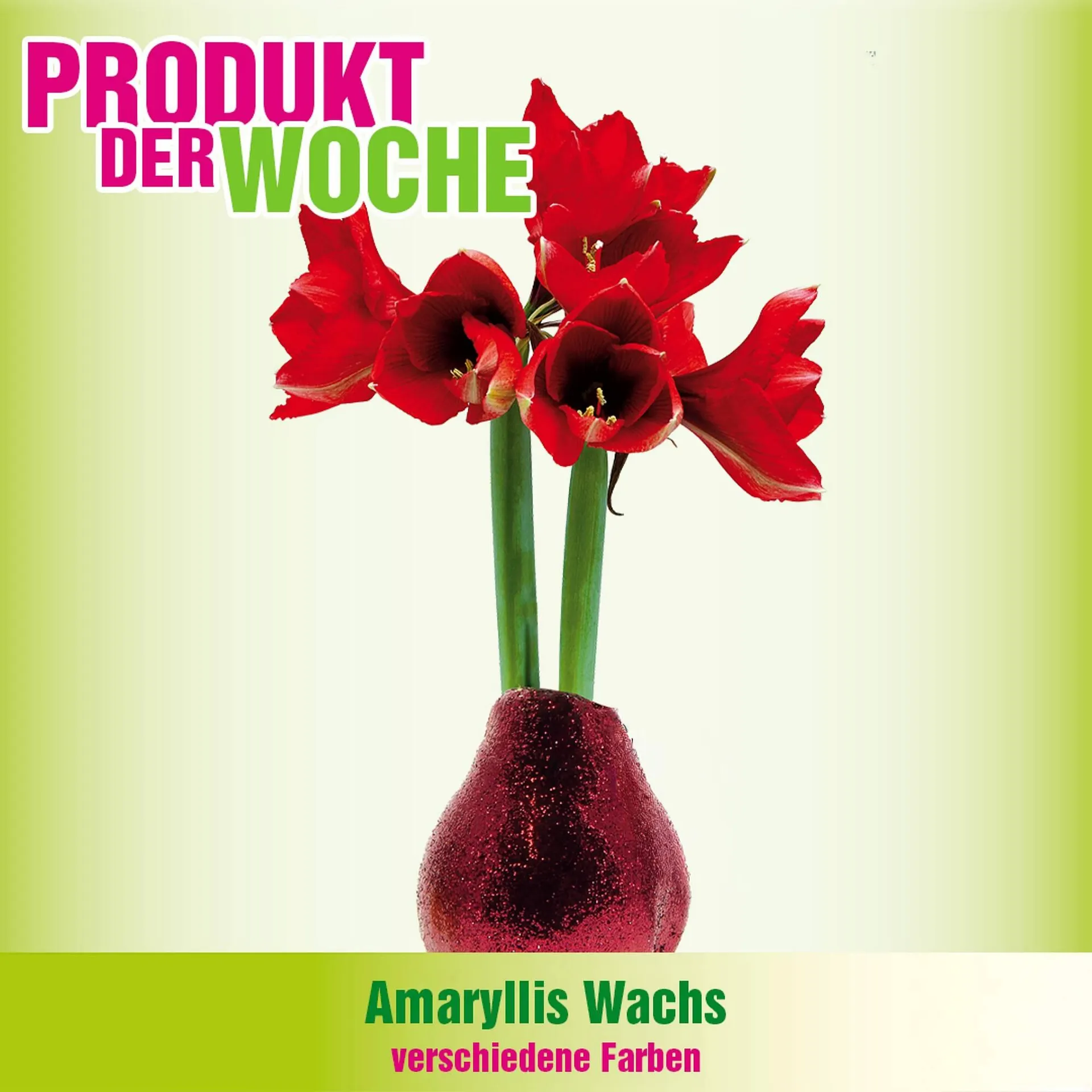 Blumen B&B Flugblatt von 23. Dezember bis 29. Dezember 2025 - Flugblätt seite  7