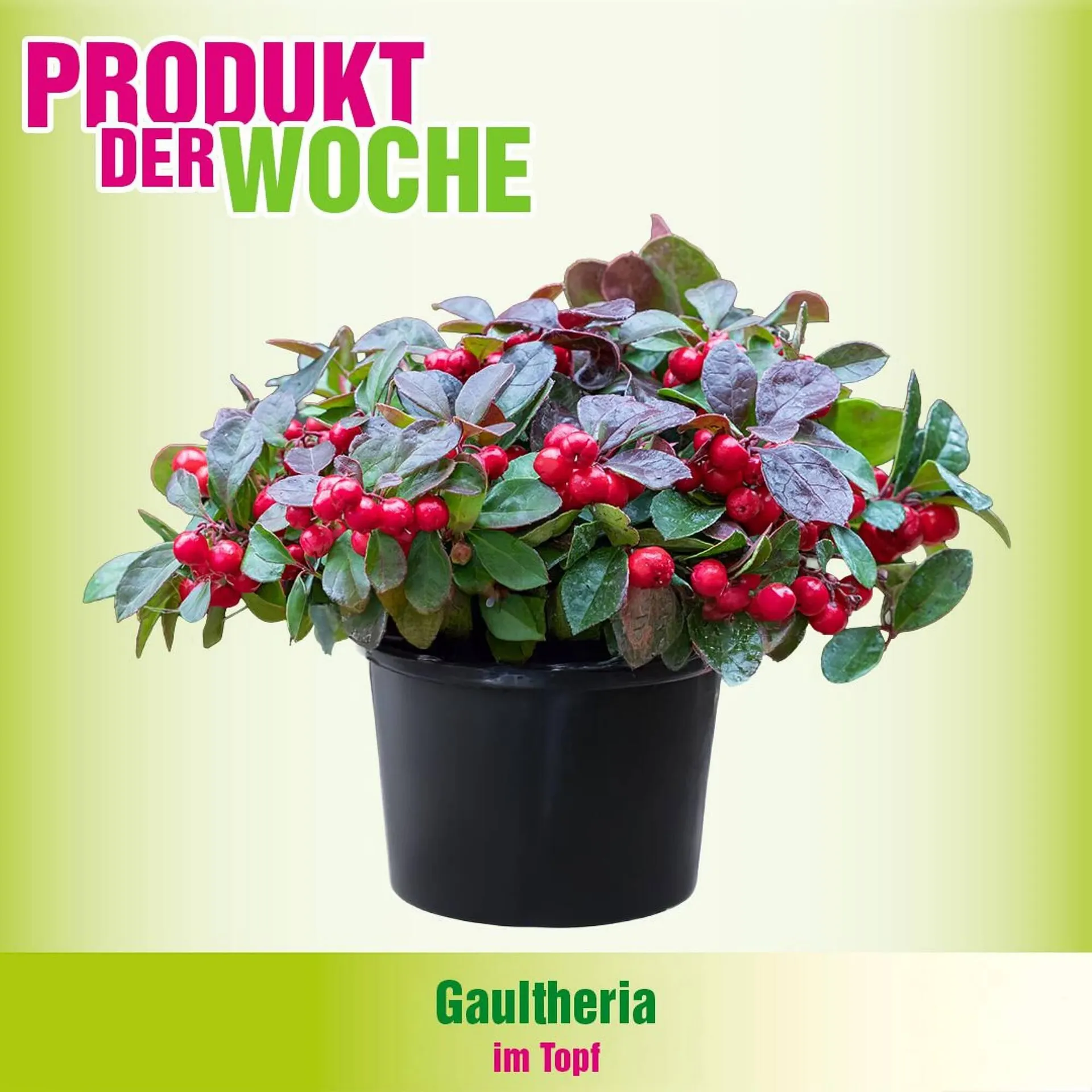 Blumen B&B Flugblatt von 3. Dezember bis 9. Dezember 2025 - Flugblätt seite  6