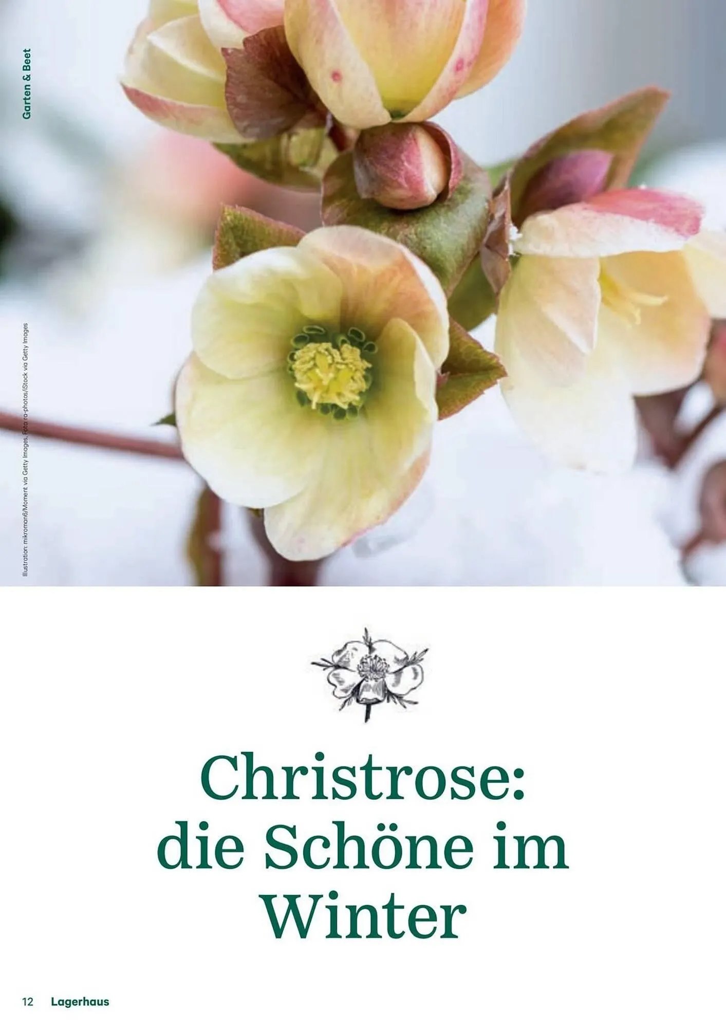 Lagerhaus Flugblatt von 11. Dezember bis 6. Februar 2026 - Flugblätt seite  12