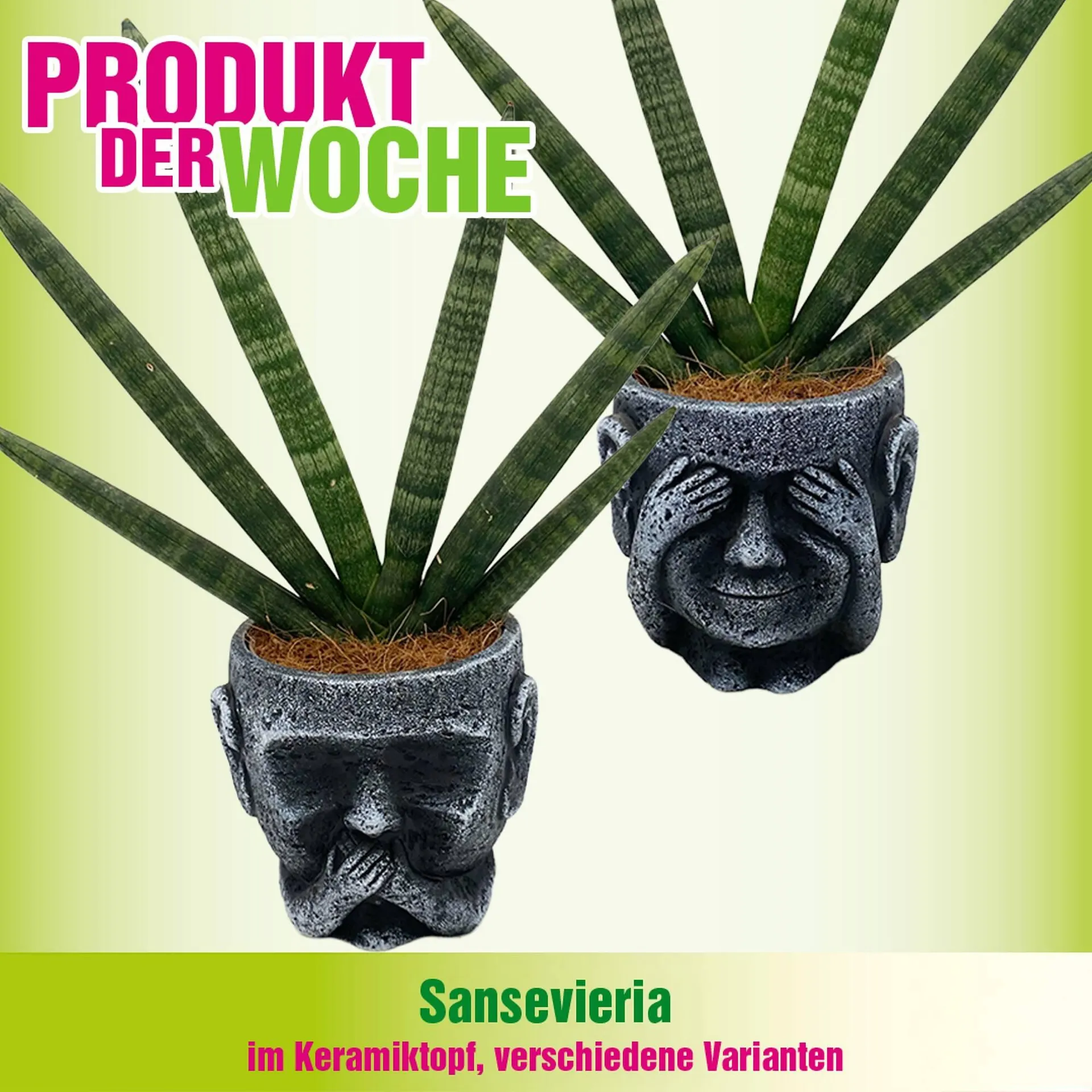 Blumen B&B Flugblatt von 3. Februar bis 9. Februar 2026 - Flugblätt seite  7