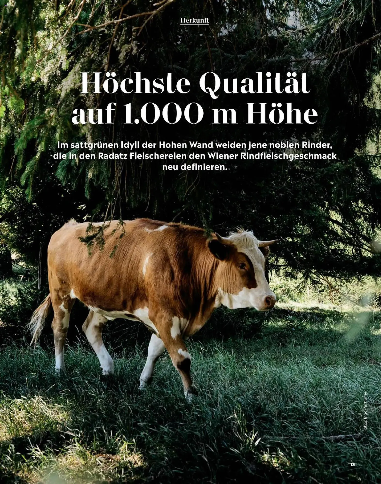 Radatz Flugblatt von 1. November bis 31. Dezember 2025 - Flugblätt seite 13