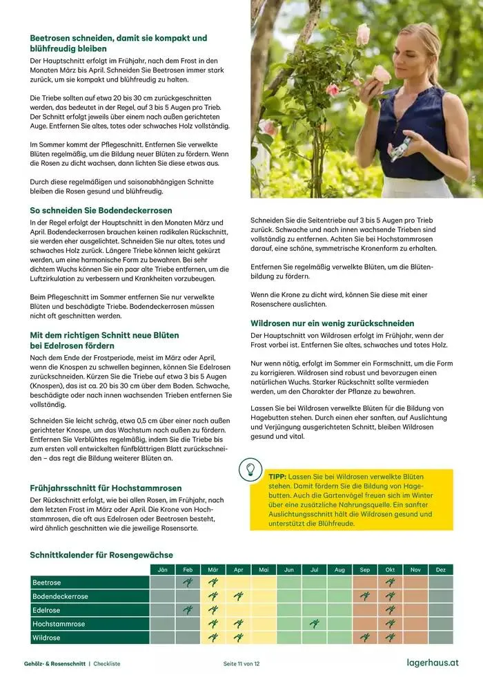Checkliste: Gehölzschnitt & Rosenschnitt von 28. Dezember bis 11. Jänner 2025 - Flugblätt seite  11