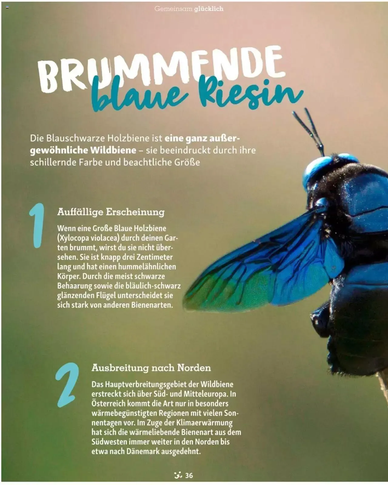 Fressnapf Friends 03/24 von 1. April bis 31. Dezember 2024 - Flugblätt seite 36