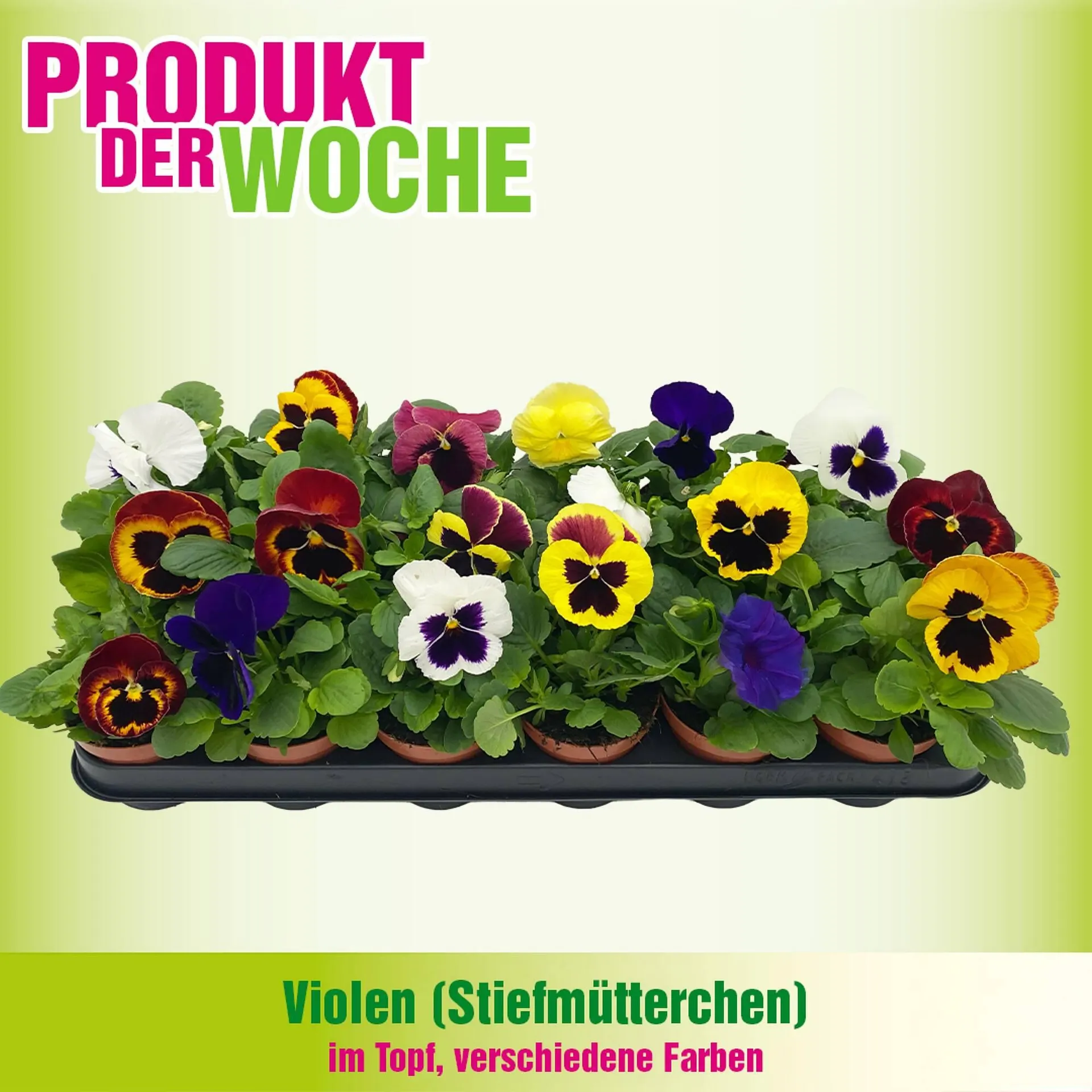 Blumen B&B Flugblatt - 1