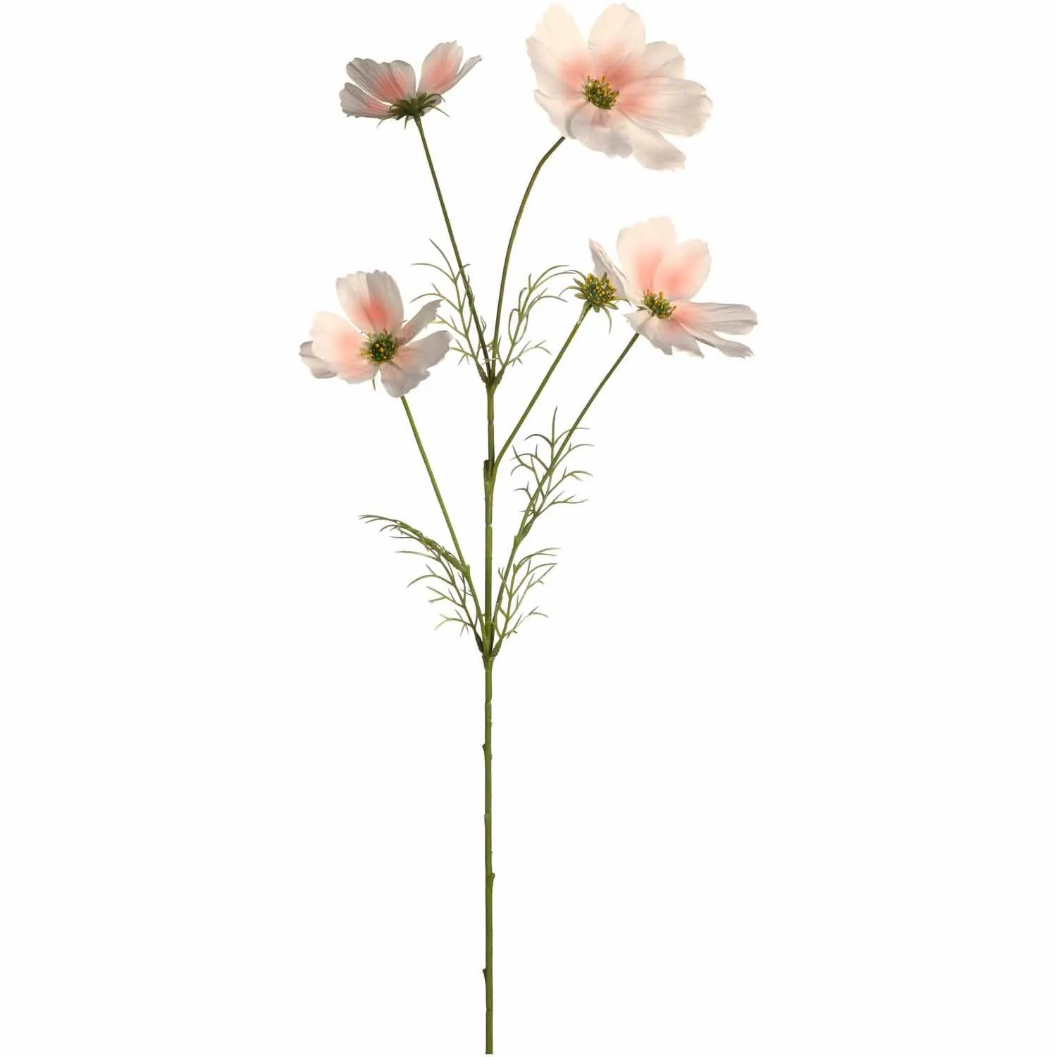 Cosmea 67 apricot LUMINOSA