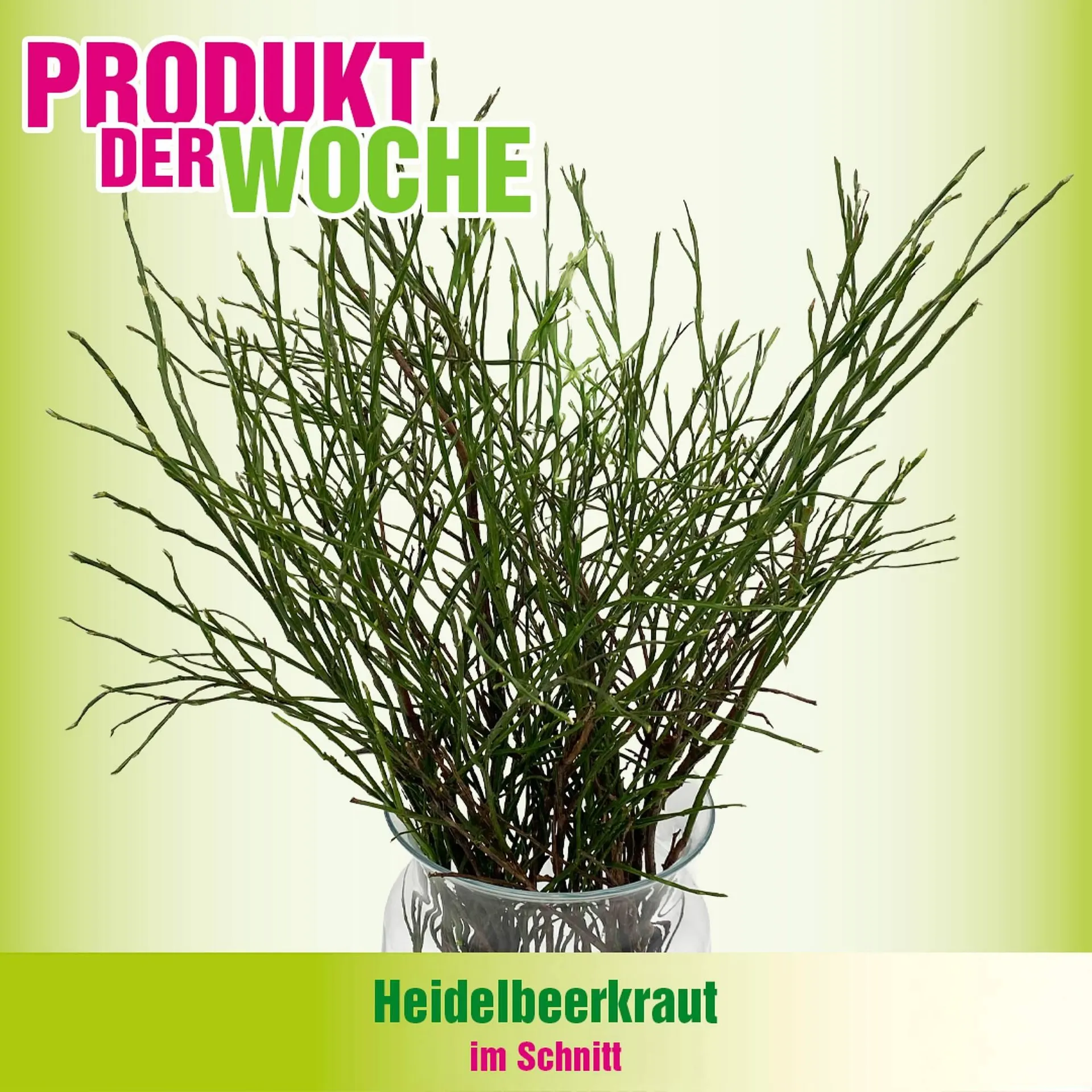 Blumen B&B Flugblatt von 27. Jänner bis 2. Februar 2026 - Flugblätt seite 5