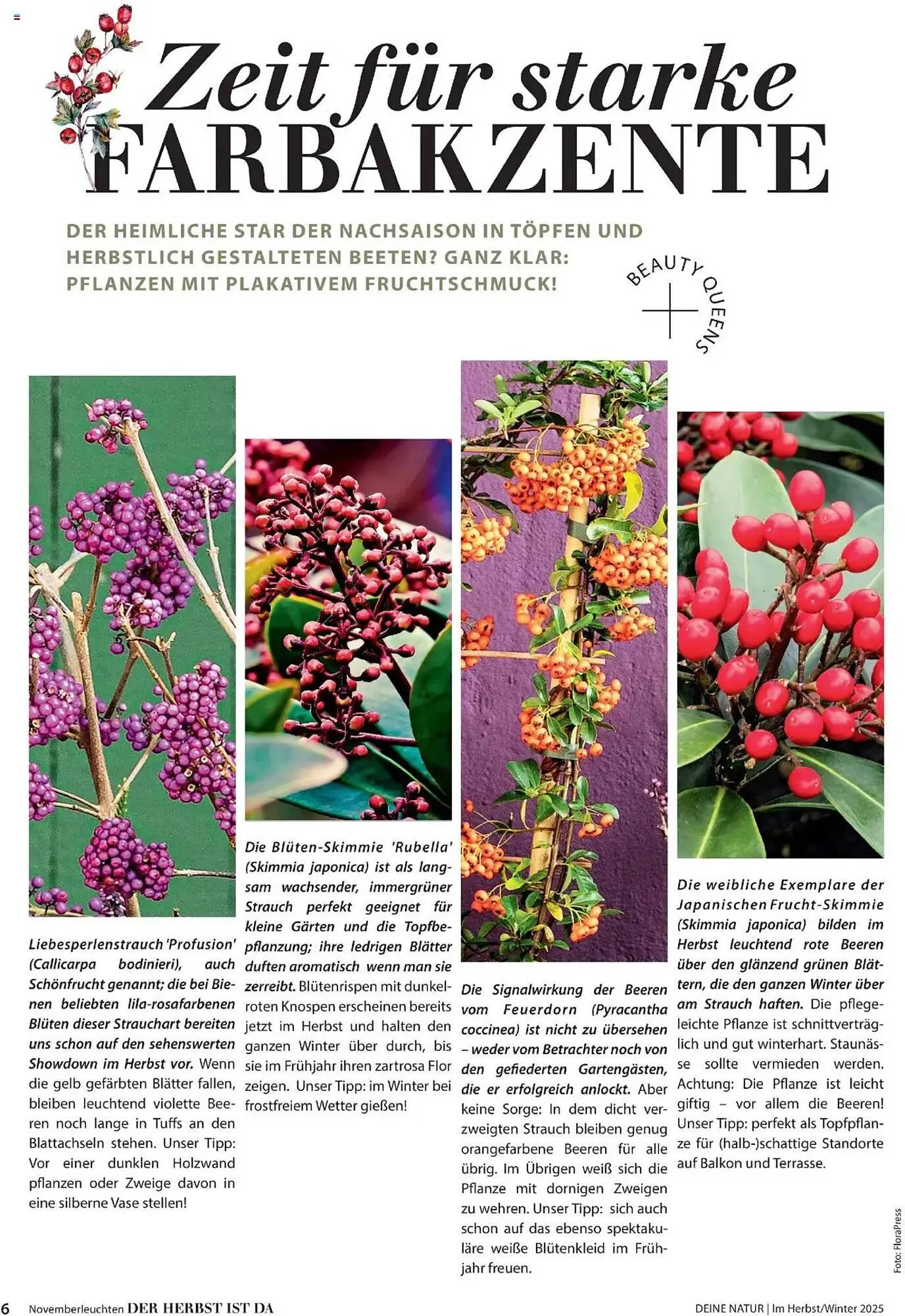 Dehner Flugblatt von 10. Oktober bis 30. November 2025 - Flugblätt seite 6