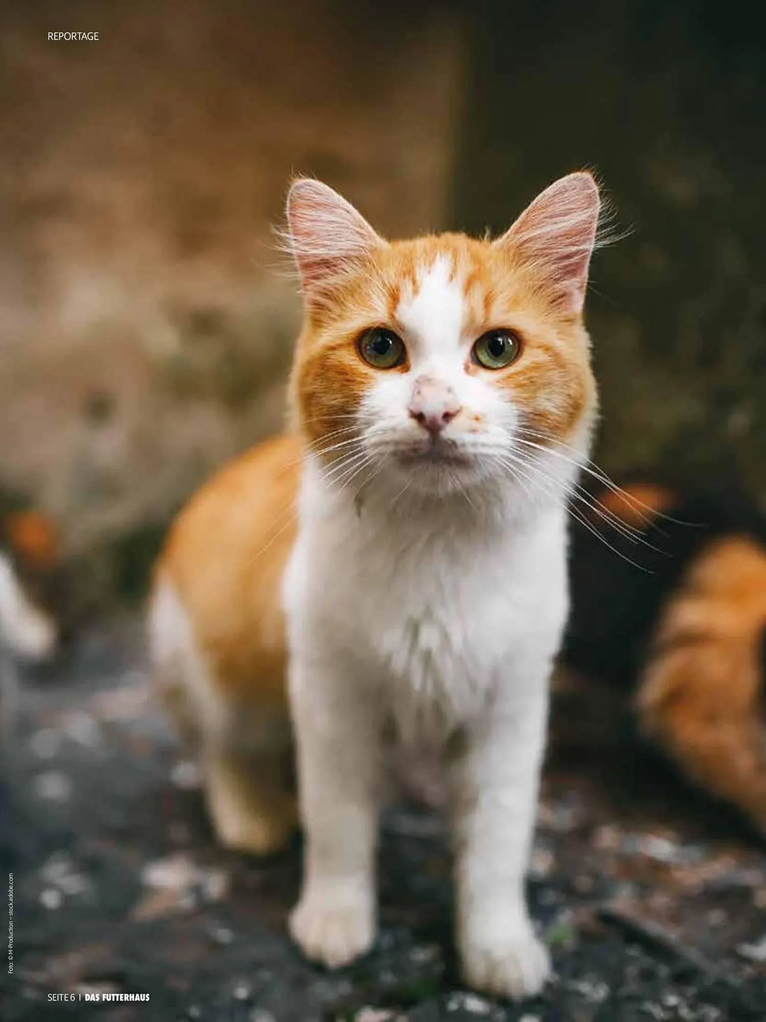 Das Futterhaus Flugblatt von 1. August bis 3. Oktober 2024 - Flugblätt seite 6