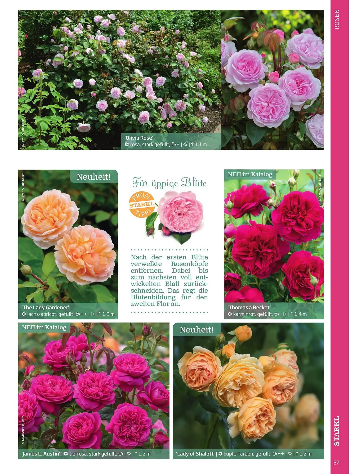 Starkl Flugblatt von 1. April bis 31. Dezember 2024 - Flugblätt seite  57