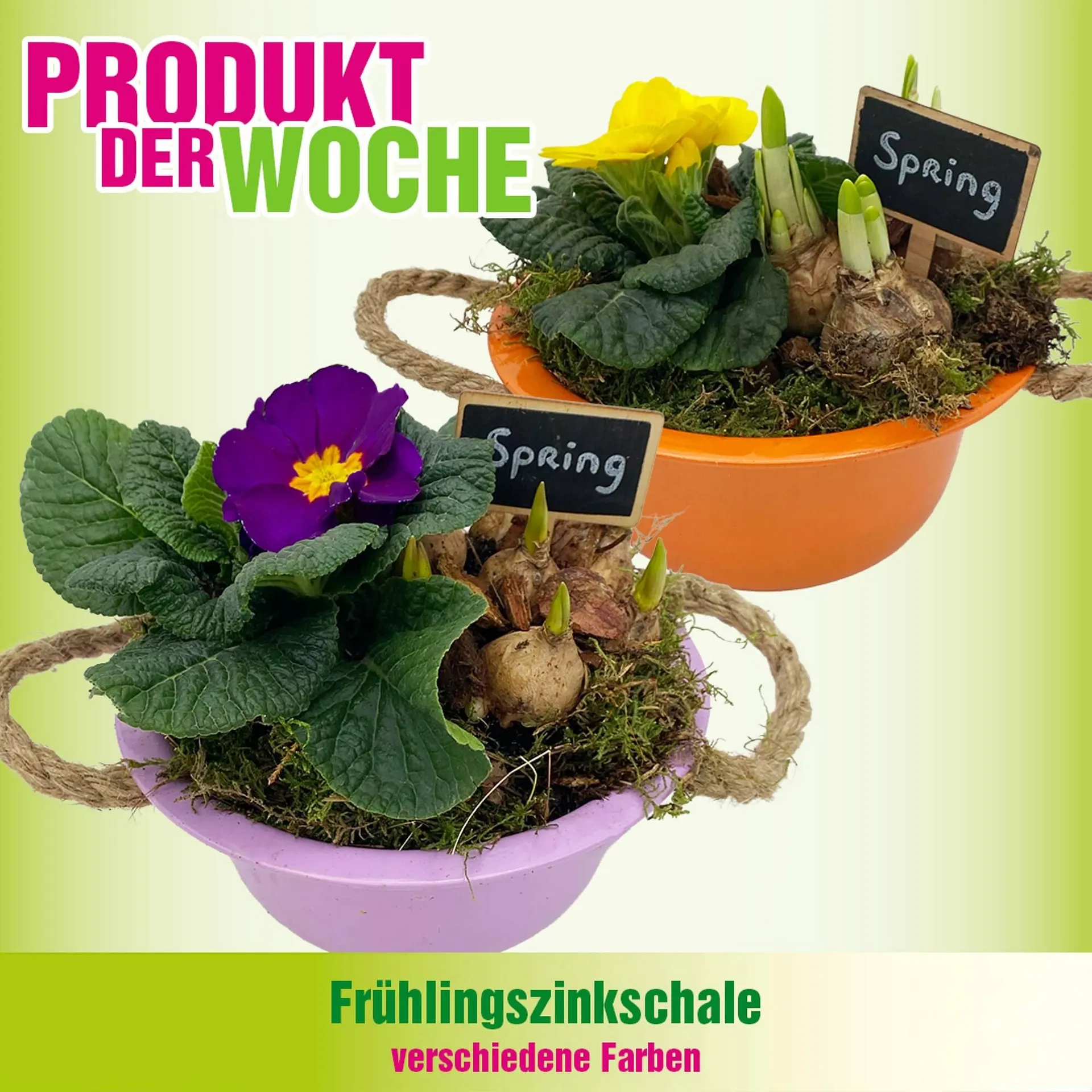 Blumen B&B Flugblatt von 13. Jänner bis 26. Jänner 2026 - Flugblätt seite  3