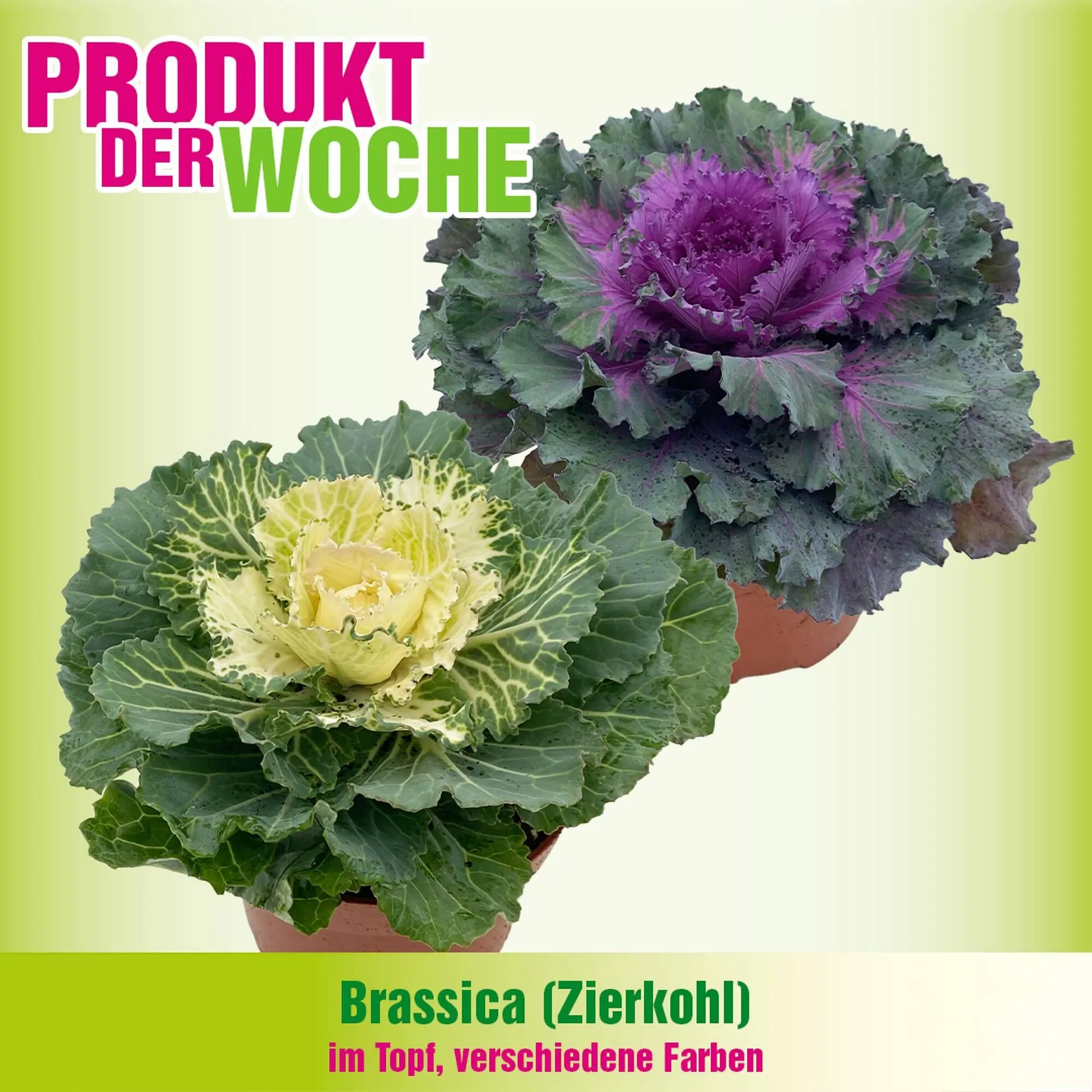 Blumen B&B Flugblatt von 13. Oktober bis 26. Oktober 2025 - Flugblätt seite  3