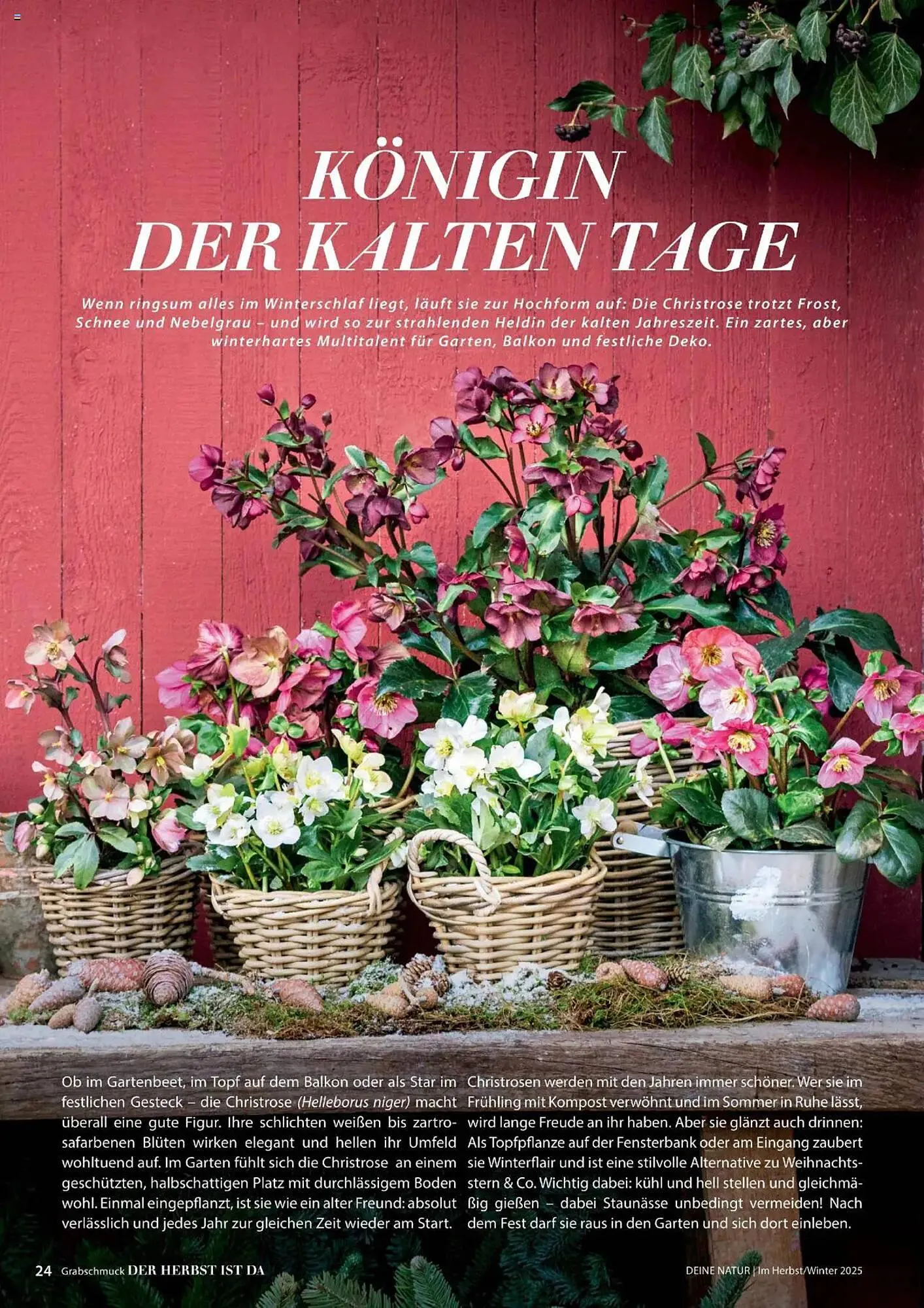 Dehner Flugblatt von 10. Oktober bis 30. November 2025 - Flugblätt seite 24