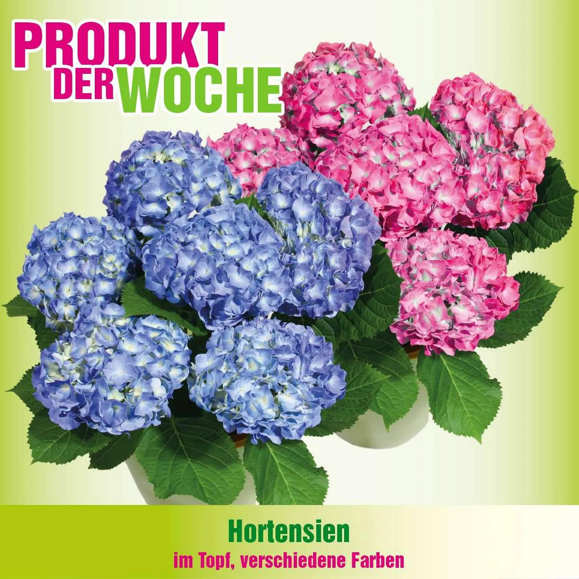 Blumen B&B Flugblatt von 7. April bis 20. April 2026 - Flugblätt seite  8