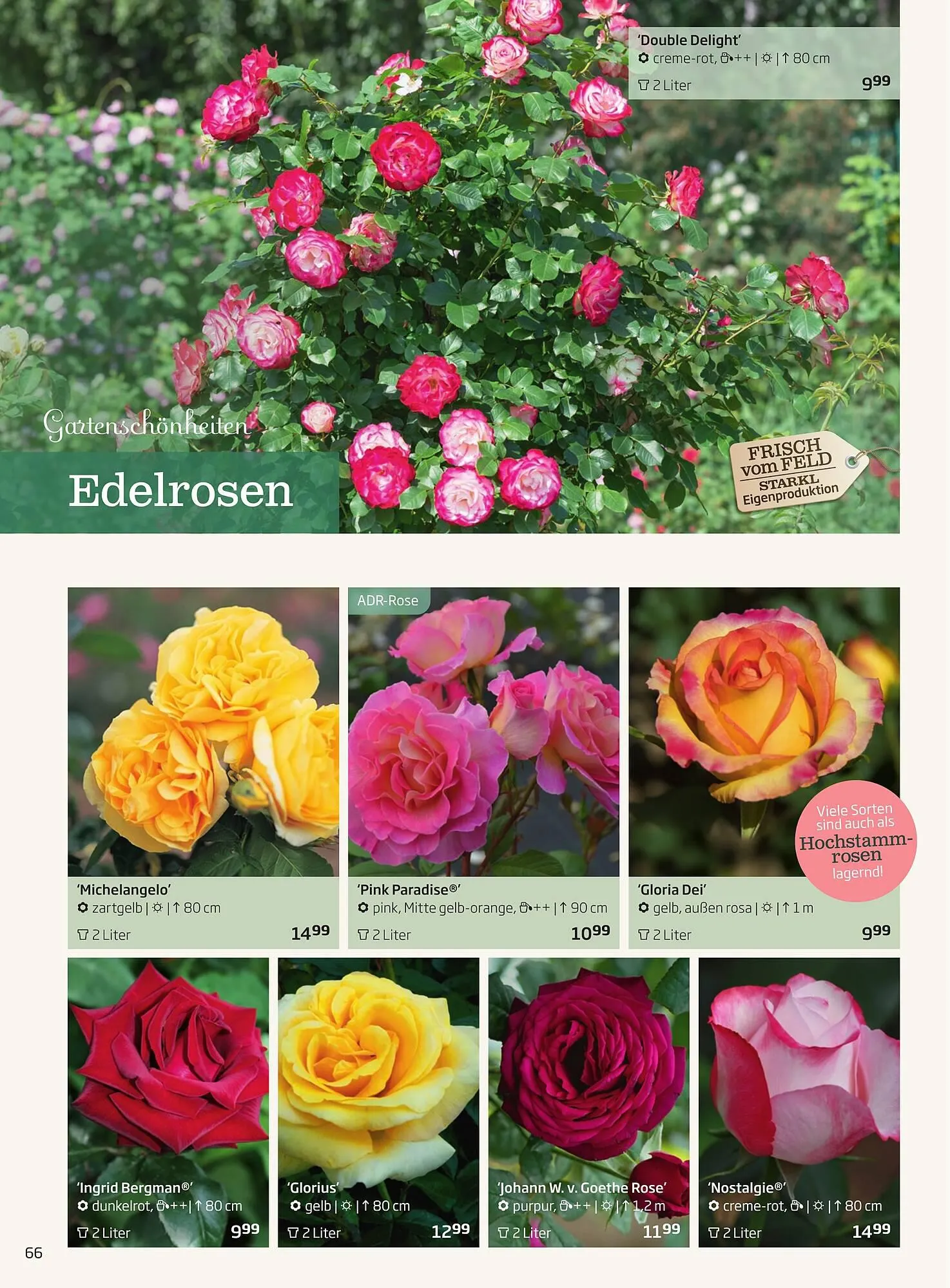 Starkl Flugblatt von 1. April bis 31. Dezember 2024 - Flugblätt seite  66