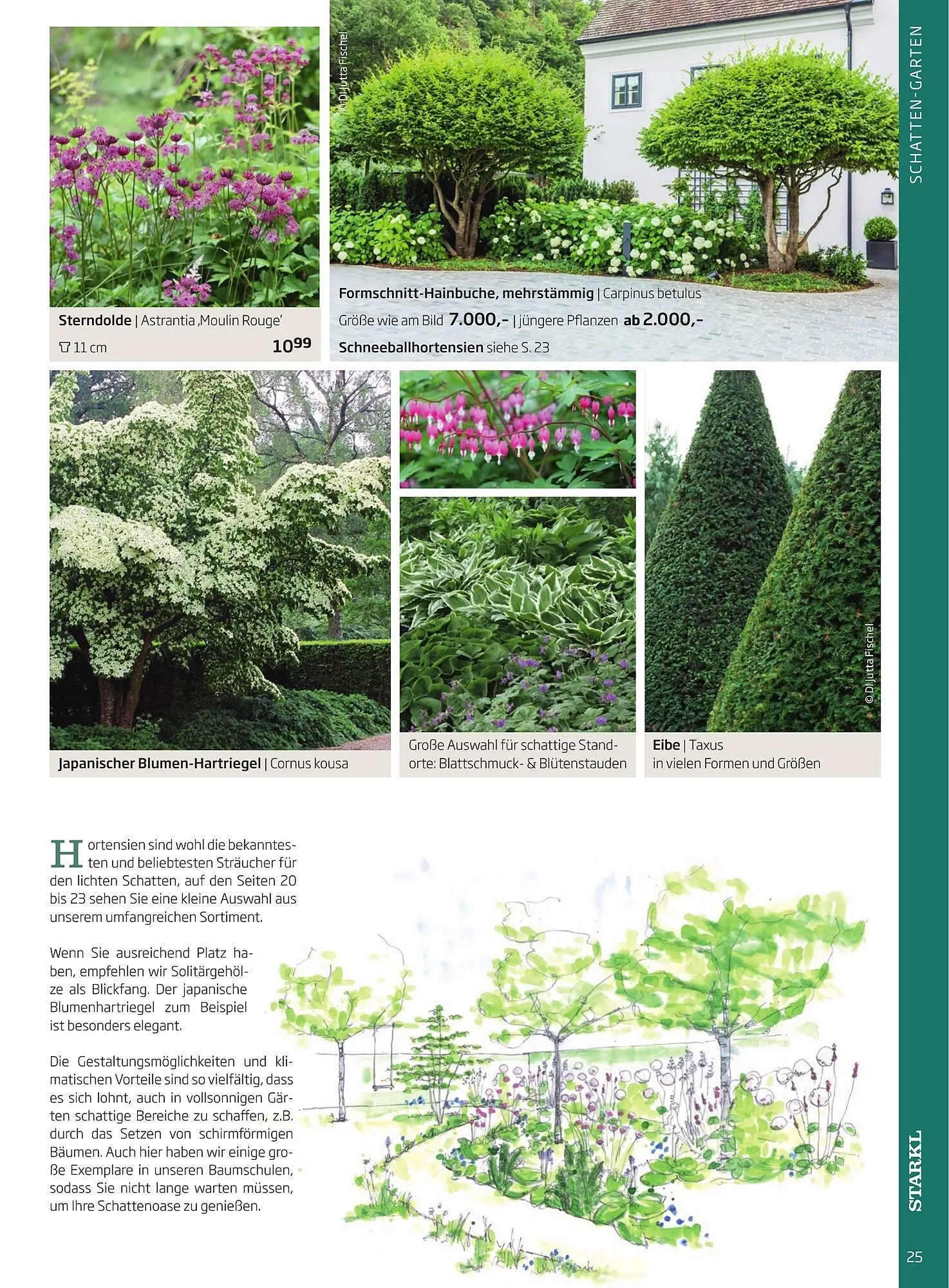 Starkl Flugblatt von 1. Jänner bis 31. Dezember 2023 - Flugblätt seite 25