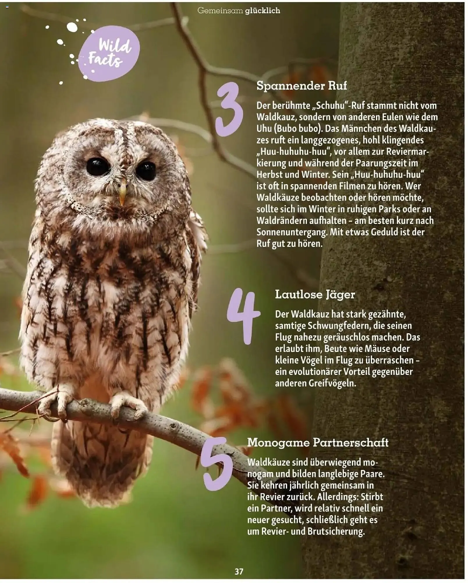 Fressnapf Flugblatt von 1. November bis 31. Dezember 2025 - Flugblätt seite  37