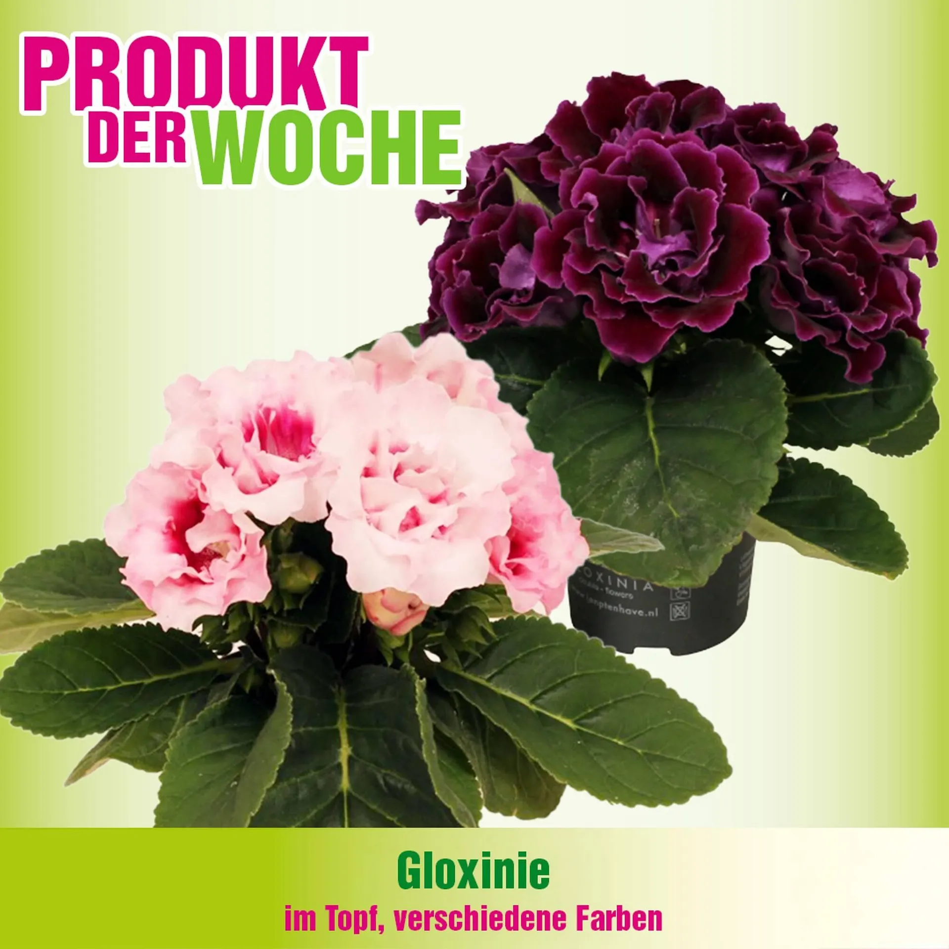 Blumen B&B Flugblatt von 3. Februar bis 9. Februar 2026 - Flugblätt seite  6