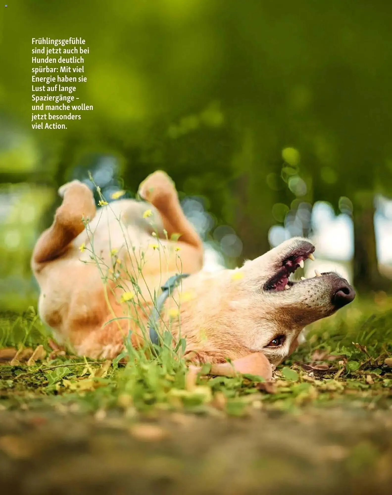 Fressnapf Flugblatt von 1. März bis 30. April 2026 - Flugblätt seite 12