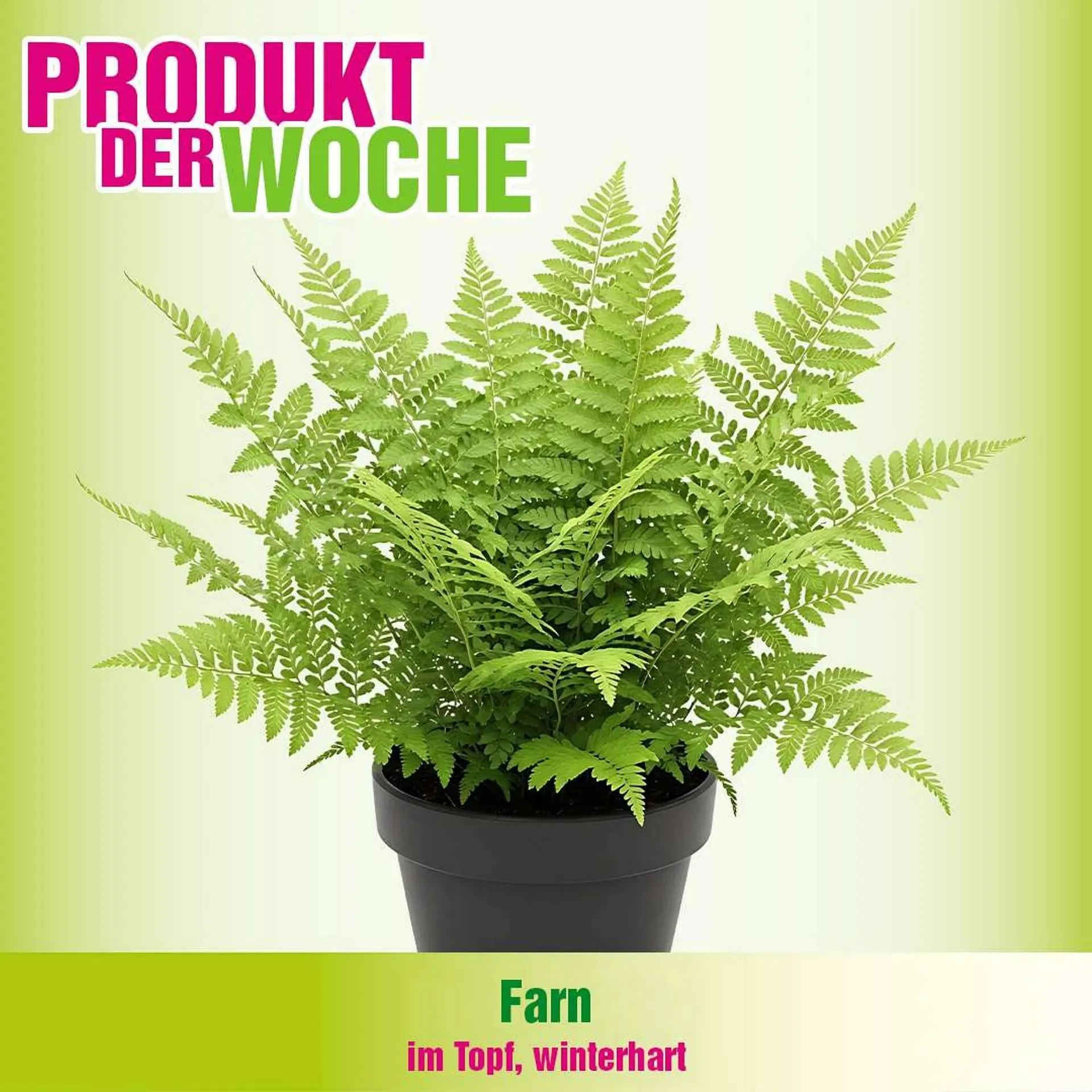 Blumen B&B Flugblatt von 7. April bis 20. April 2026 - Flugblätt seite 3