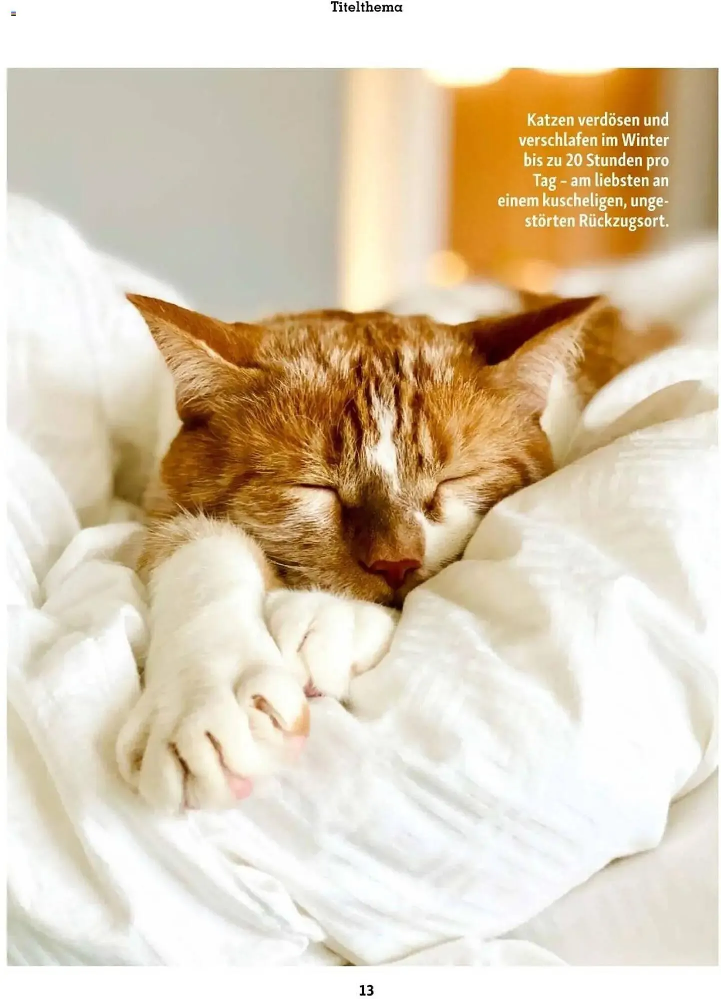 Fressnapf Flugblatt von 2. Jänner bis 2. März 2025 - Flugblätt seite 13