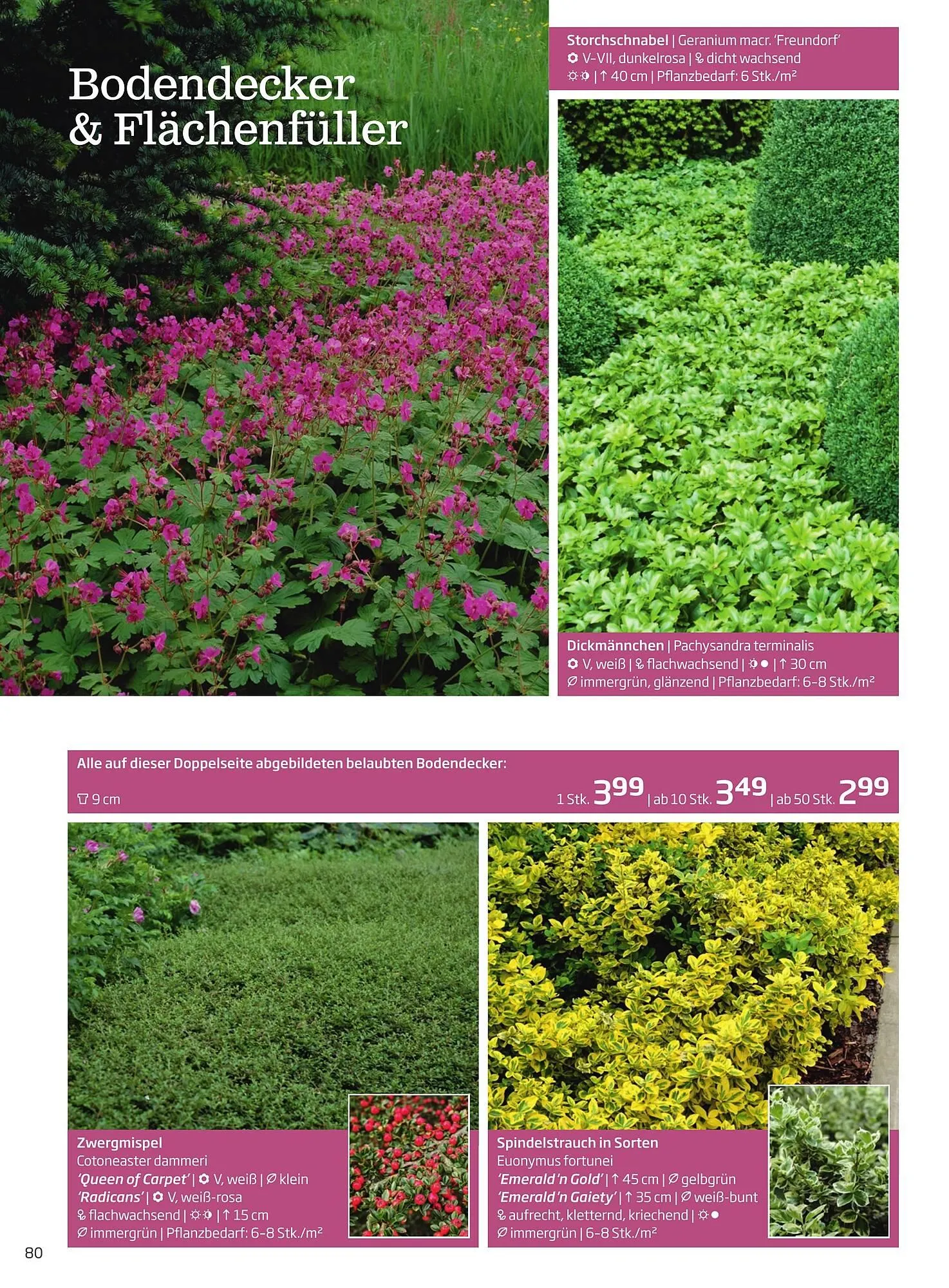 Starkl Flugblatt von 6. Juni bis 31. Dezember 2025 - Flugblätt seite  80