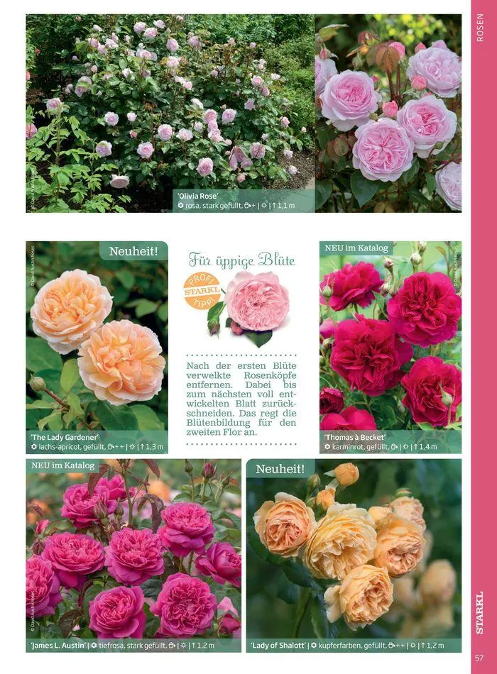 Gartencenter Jahreskatalog 2024 von 20. Mai bis 31. Dezember 2024 - Flugblätt seite  57