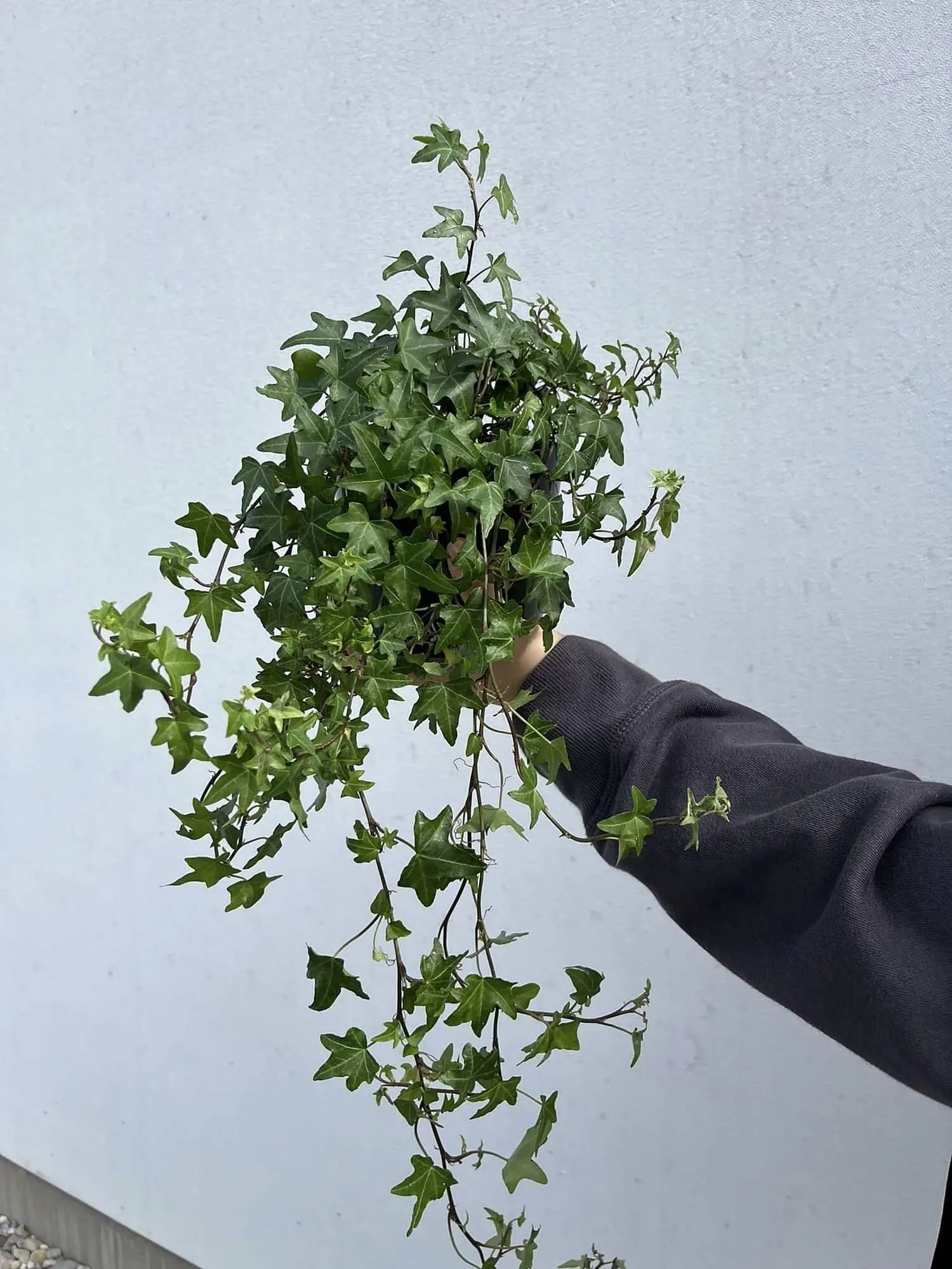 Blumen B&B Flugblatt - 1