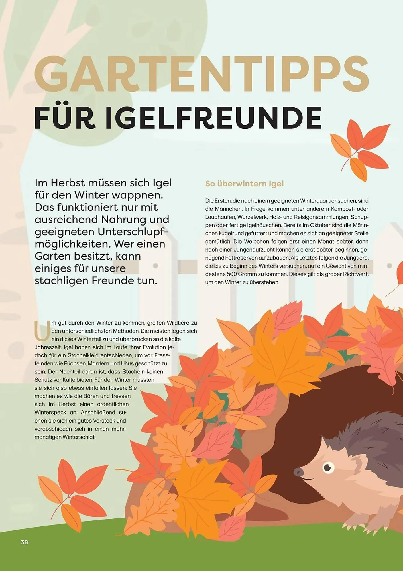 ZOO & Co Flugblatt von 30. August bis 8. November 2024 - Flugblätt seite  38