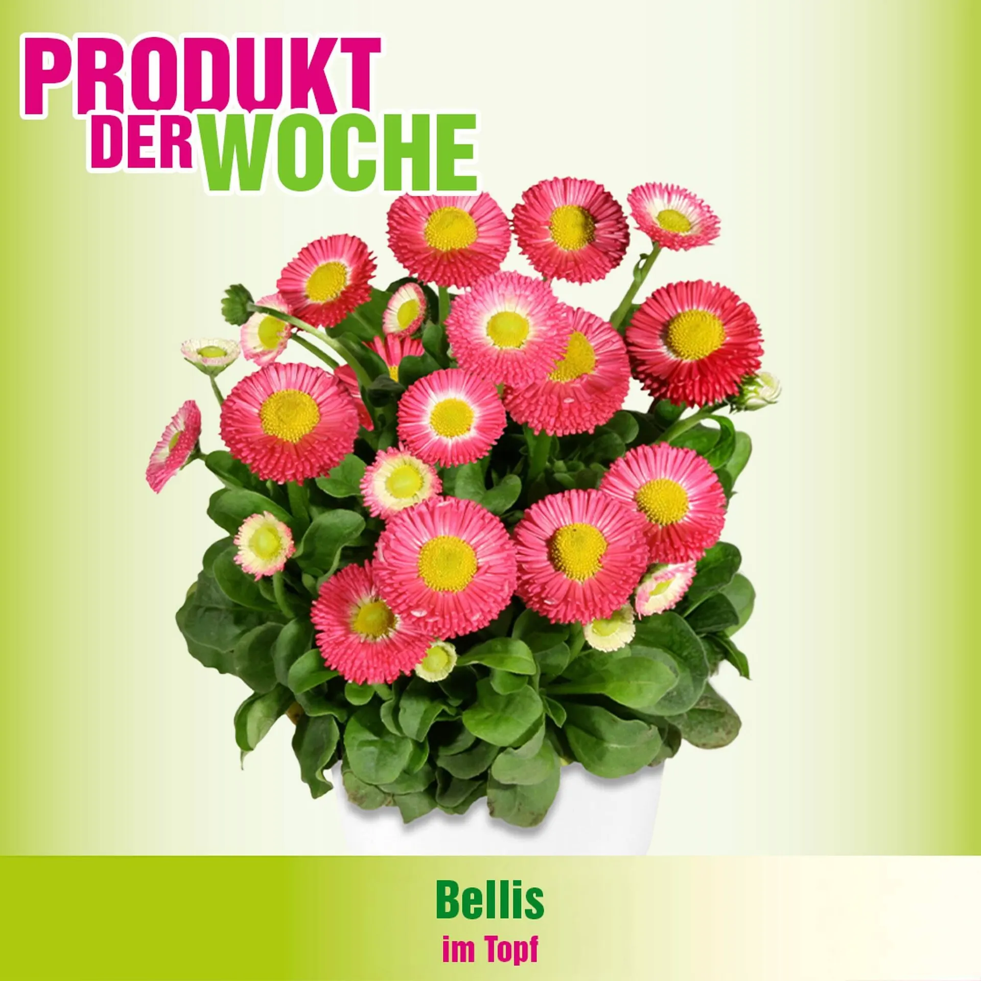 Blumen B&B Flugblatt von 9. Februar bis 15. Februar 2026 - Flugblätt seite  2