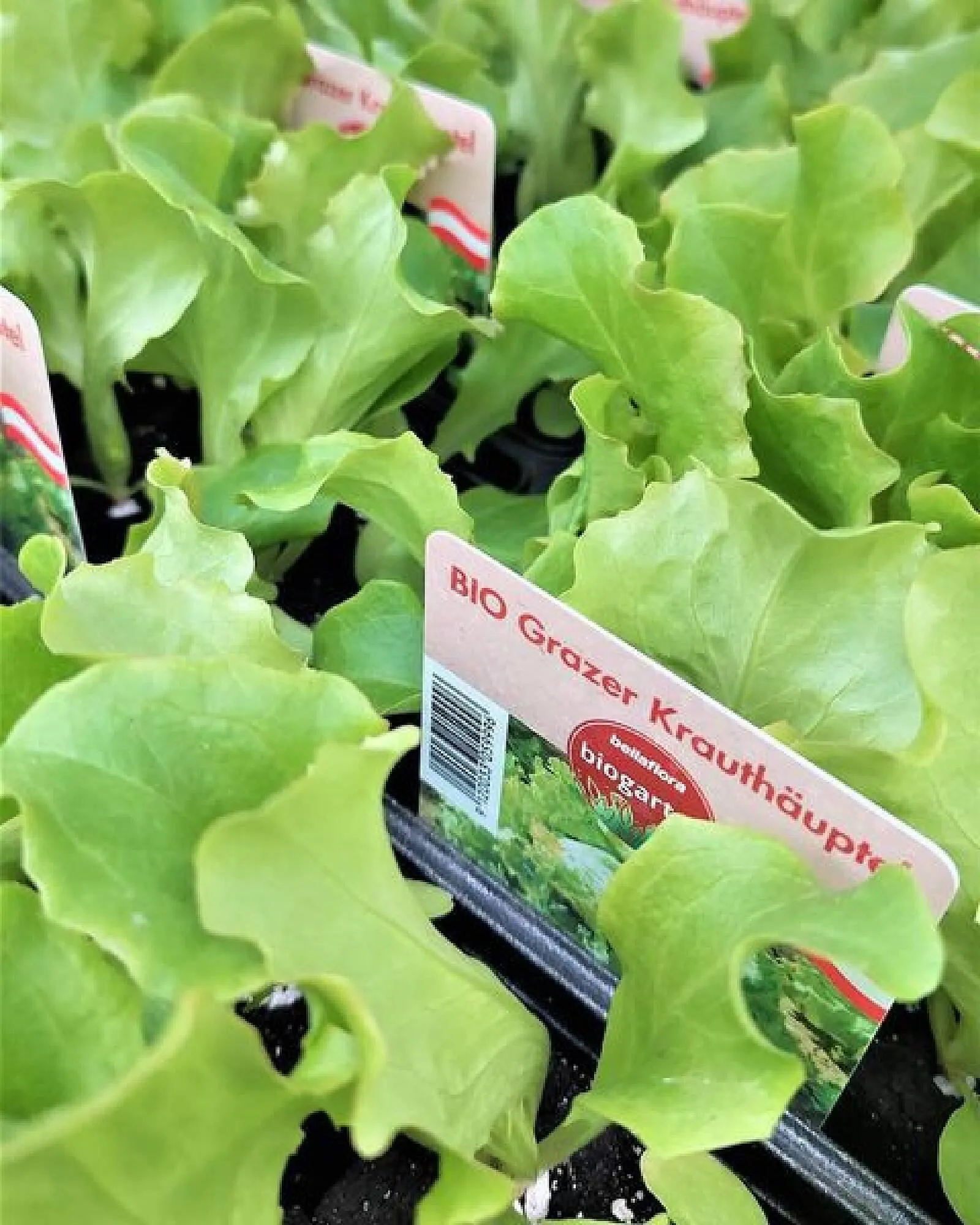 Bellaflora Flugblatt von 28. März bis 3. April 2024 - Flugblätt seite