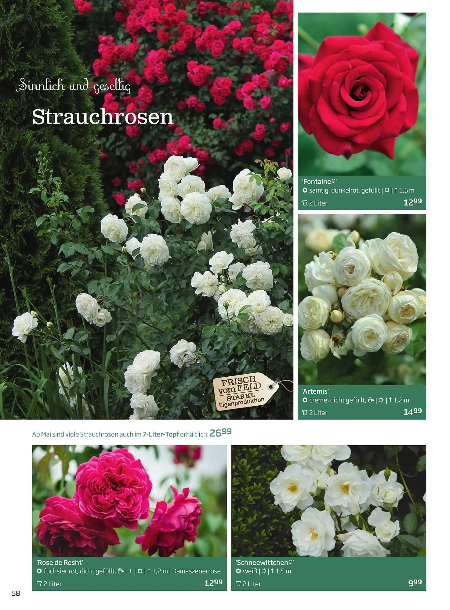 Starkl Flugblatt von 1. Jänner bis 31. Dezember 2023 - Flugblätt seite  58