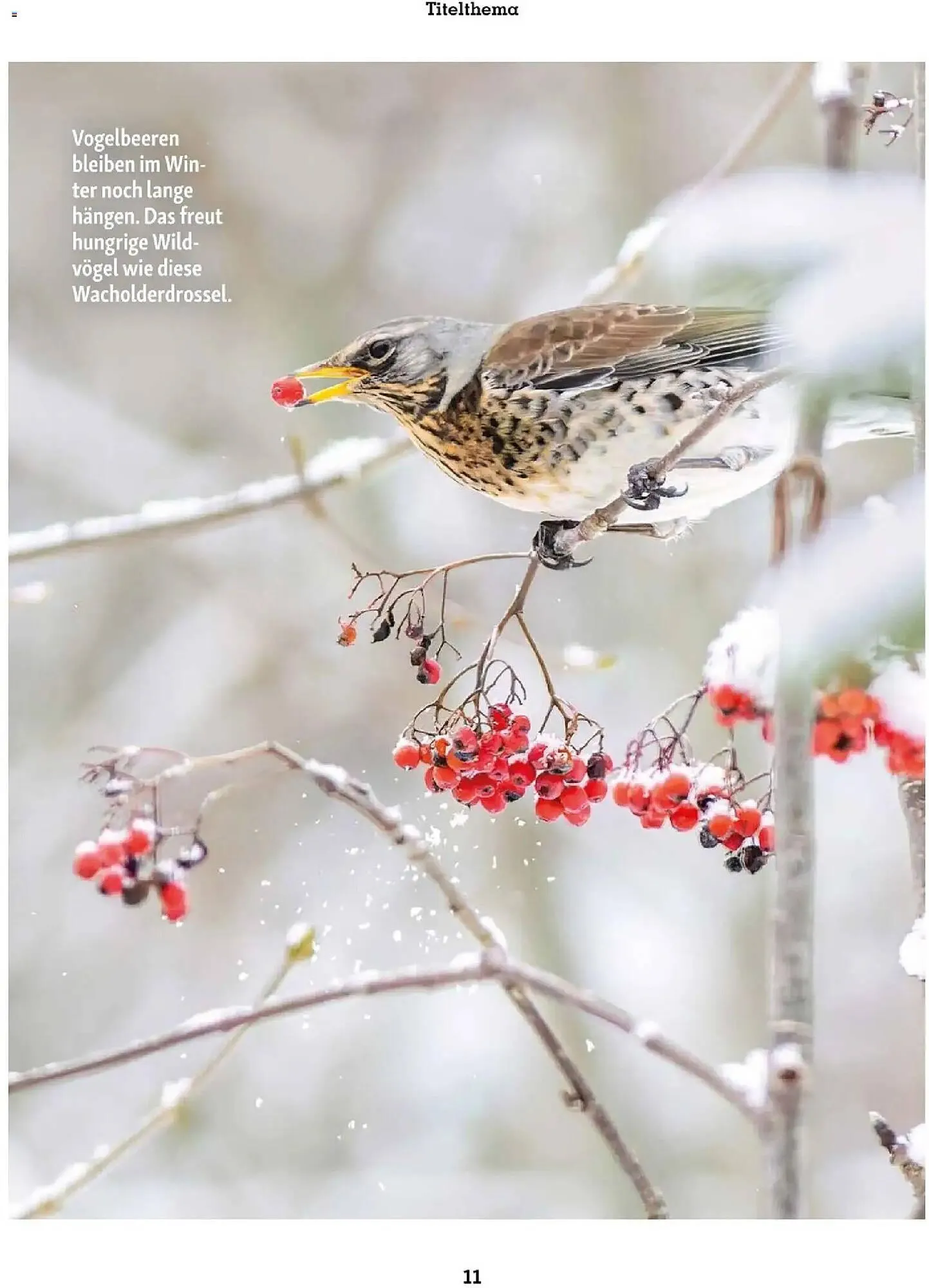 Fressnapf Flugblatt von 1. November bis 31. Dezember 2025 - Flugblätt seite  11