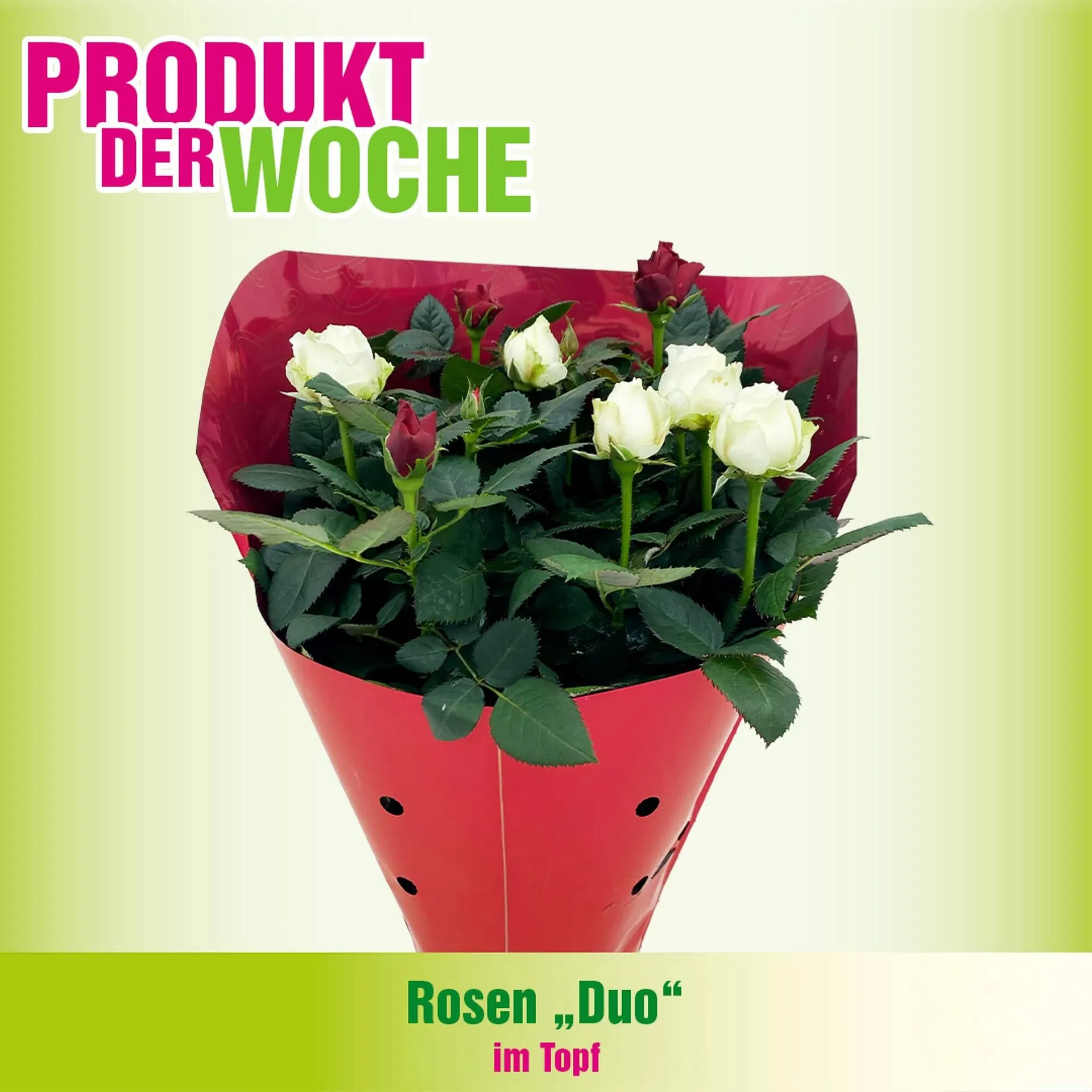 Blumen B&B Flugblatt von 23. Dezember bis 29. Dezember 2025 - Flugblätt seite  4