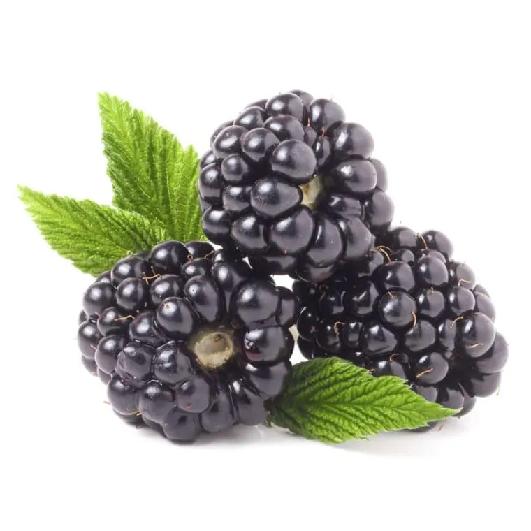 Brombeeren