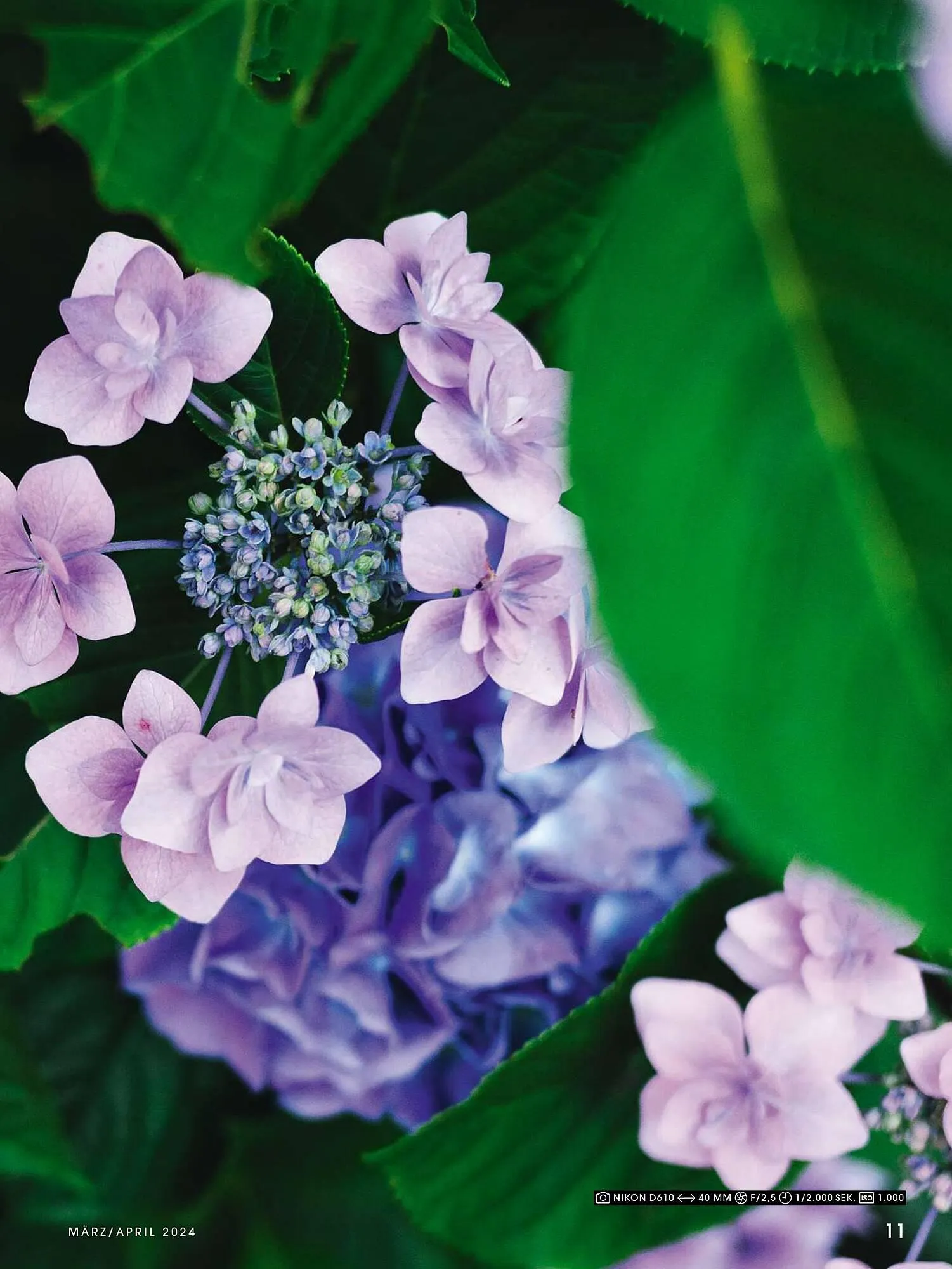 RINGFOTO Flugblatt von 1. März bis 30. April 2024 - Flugblätt seite  11